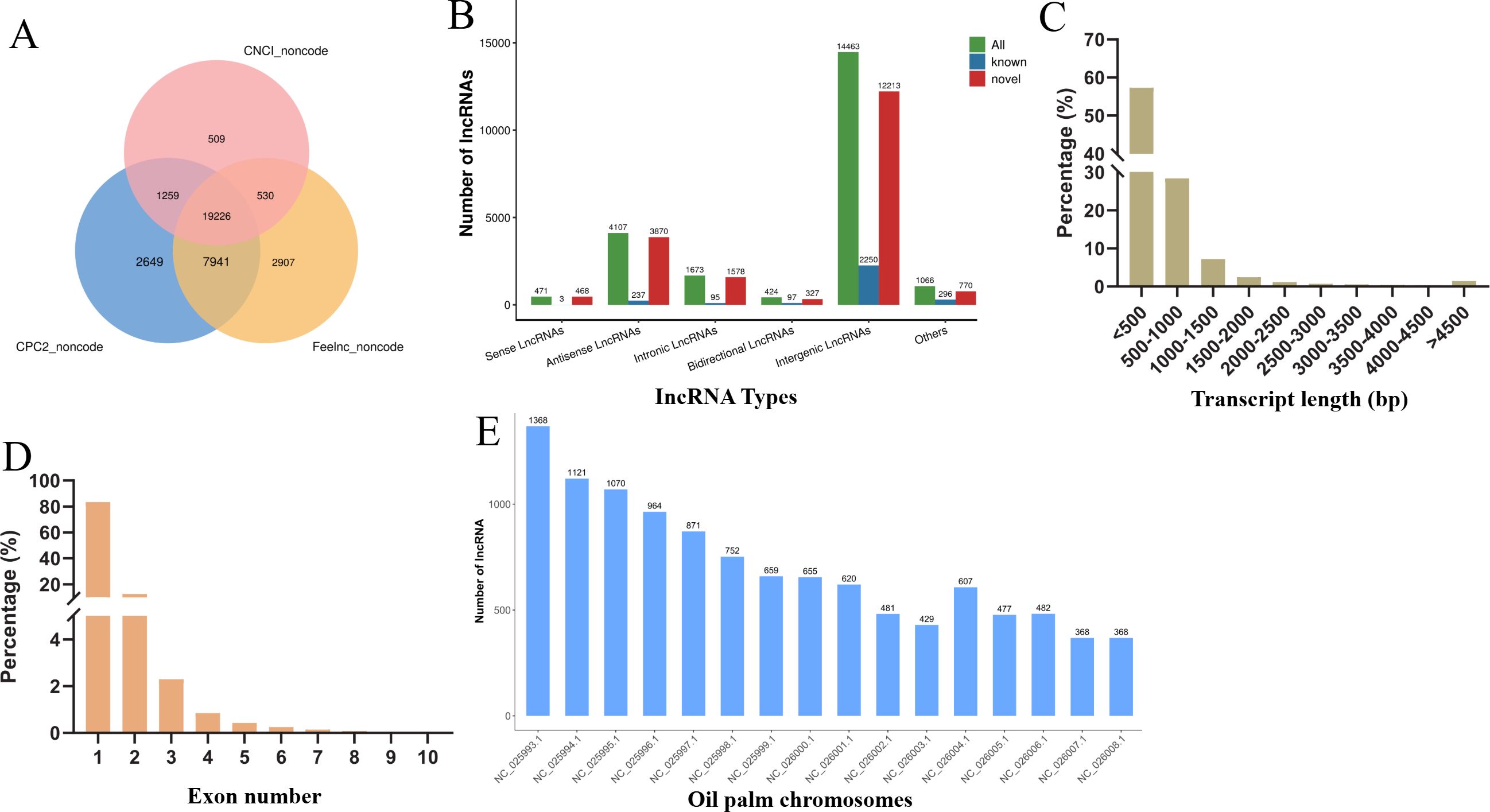 Venn diagram (A) showing relationships between CNCI, CPC2, and Feelnc noncode with numbers of overlapping and unique entities. Bar chart (B) presenting various lncRNA types, colored by categories: all, known, and novel. Histogram (C) displaying transcript length distribution by percentage. Histogram (D) indicating exon number distribution in percentage. Bar graph (E) showing the number of lncRNAs across different samples, labeled with data sources.