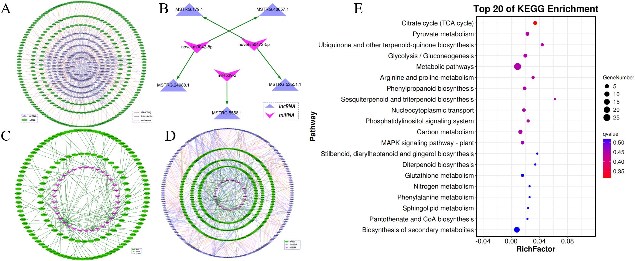 A series of visualizations display molecular interactions and pathway enrichment analysis. Panel A shows a circular network graph featuring interactions between lncRNA and mRNA, indicated by arrows and color-coded nodes. Panel B presents a simplified diagram with triangular nodes representing lncRNA and miRNA interactions. Panel C depicts a similar network as Panel A, with emphasis on miRNA interactions. Panel D combines elements from Panels A and C, illustrating complex interaction networks. Panel E is a dot plot showcasing the top 20 KEGG pathway enrichments, with pathways on the y-axis and RichFactor on the x-axis. Dot size indicates gene number, while color represents q-value.