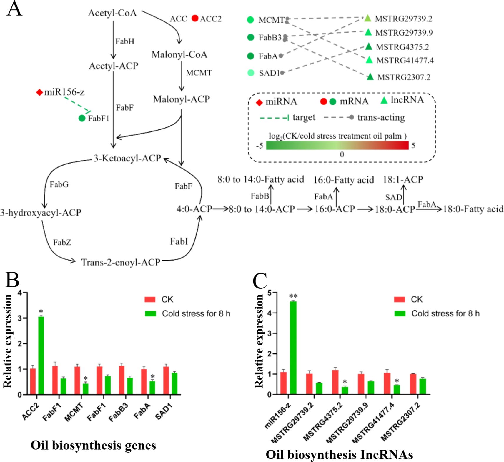Diagram A shows a biochemical pathway of fatty acid synthesis involving Acetyl-CoA, ACC2, and various enzymes like FabH and FabZ, influenced by miRNA and lncRNA interactions. Charts B and C display relative expression levels of genes and RNAs under normal (CK) and cold stress conditions for eight hours. Bar graphs show different gene expressions, with green bars indicating cold stress treatment results.