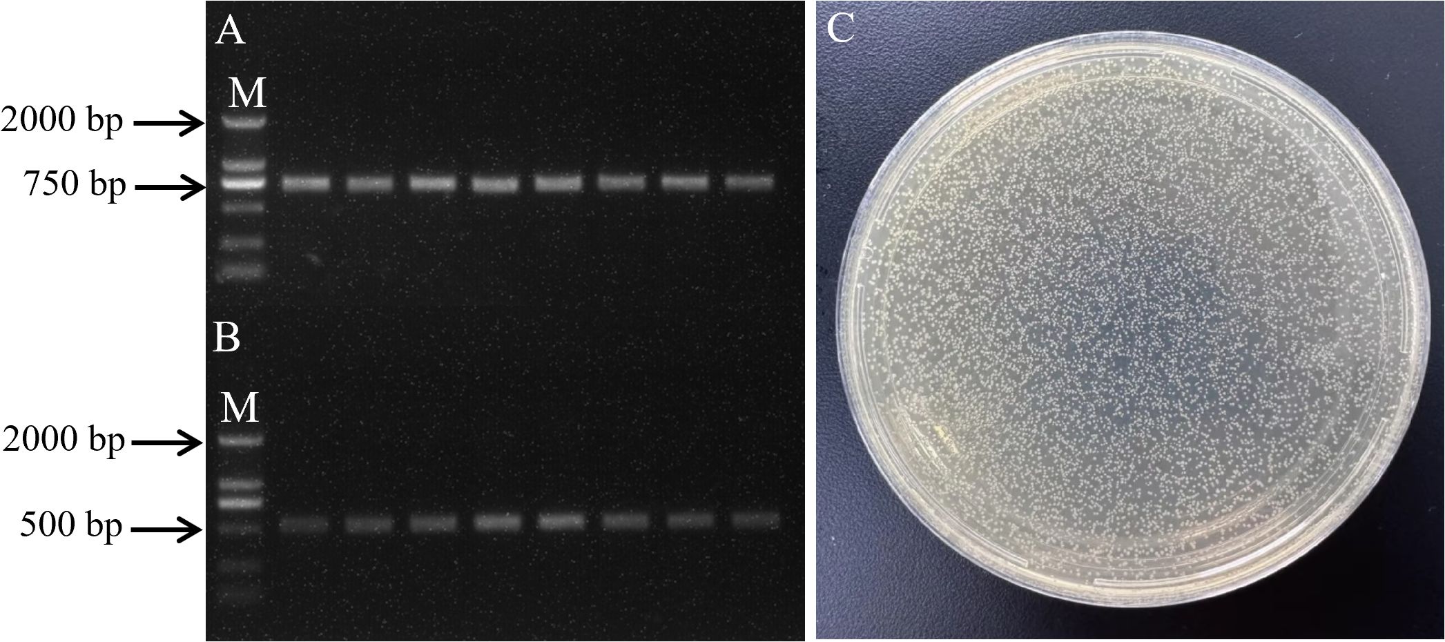 Gel electrophoresis results and a bacterial culture plate are shown. The gel displays DNA bands of varying lengths, with markers indicating 2000 and 750 base pairs for section A, and 2000 and 500 base pairs for section B. The culture plate on the right contains numerous small colonies distributed evenly across the surface.