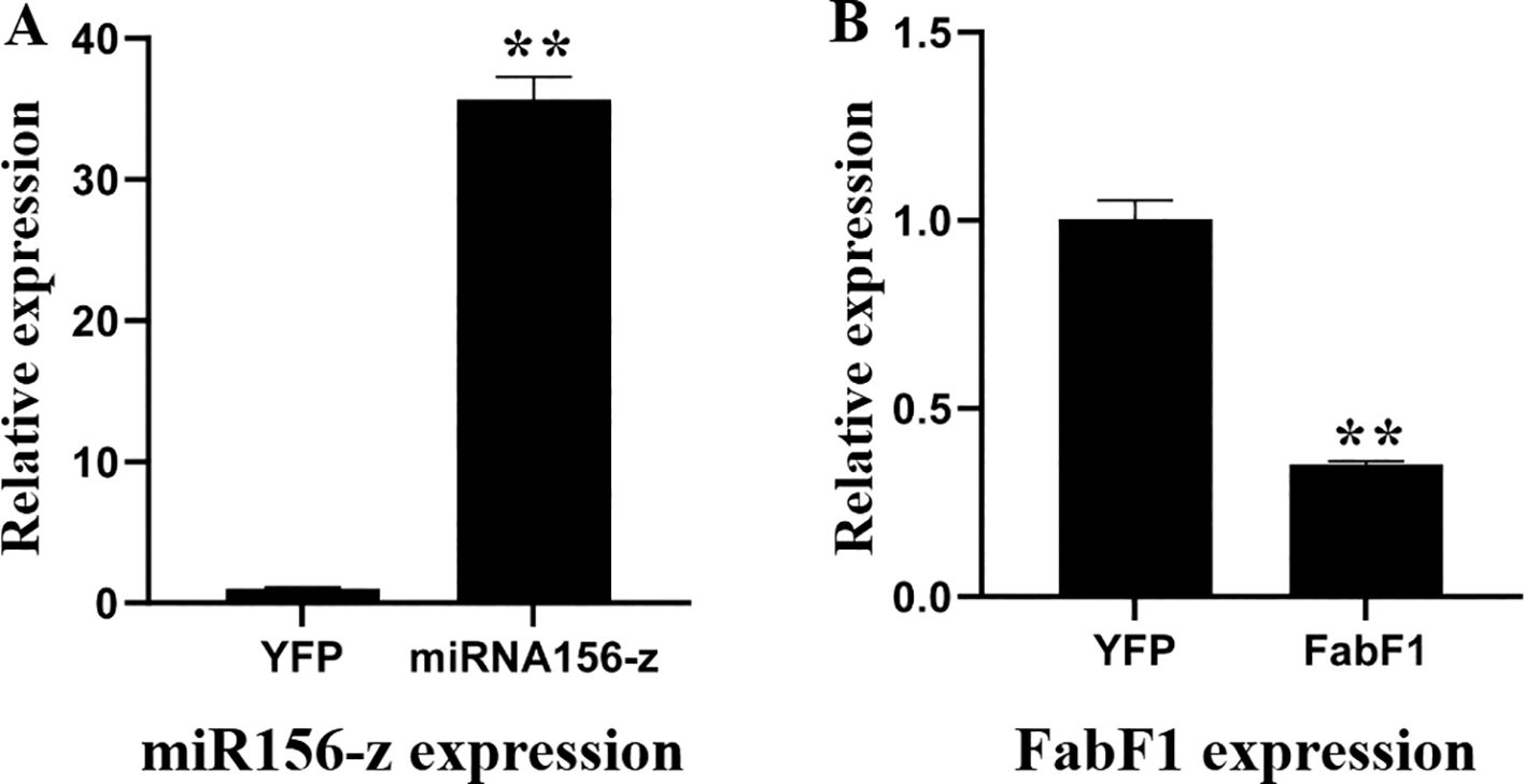 Bar charts labeled A and B compare relative expressions. Chart A shows miRNA156-z significantly higher than YFP. Chart B shows YFP higher than FabF1, with both comparisons marked by asterisks indicating statistical significance.