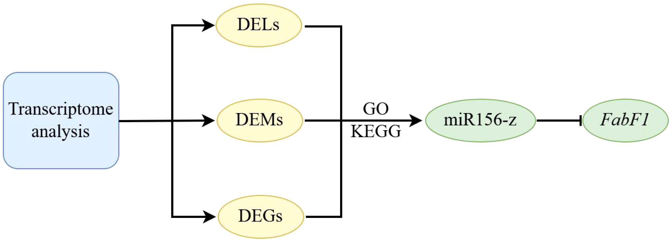 Flowchart depicting transcriptome analysis leading to DELs, DEMs, and DEGs. DEMs proceed through GO and KEGG pathways to miR156-z, which influences FabF1.
