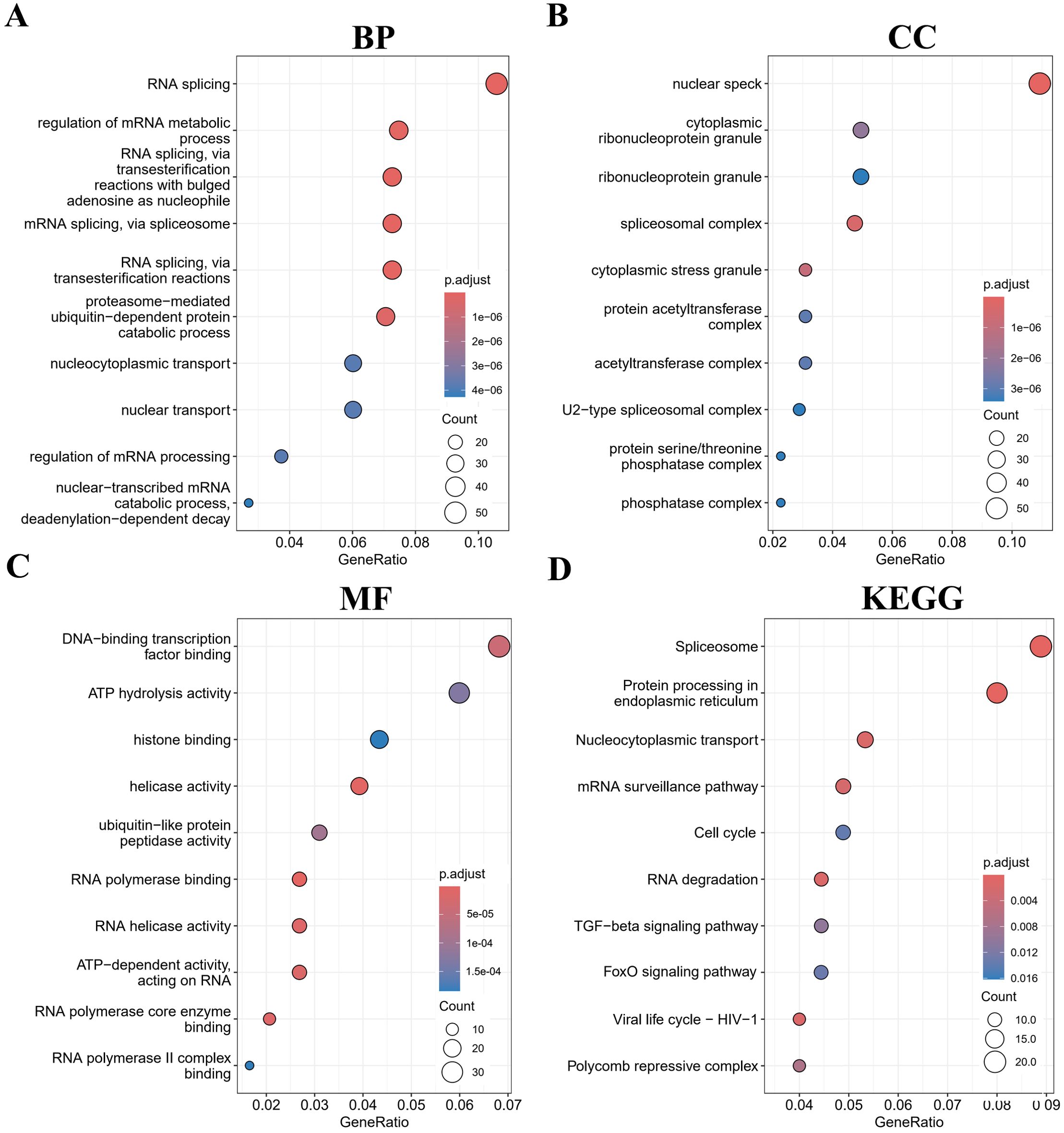Four dot plots represent different enrichment analyses. (A) Biological Process (BP) shows terms like “RNA splicing” with varying gene ratios and p.adjust values. (B) Cellular Component (CC) highlights terms such as “nuclear speck.” (C) Molecular Function (MF) displays terms including “DNA-binding transcription factor binding.” (D) KEGG pathways include processes like “Spliceosome.” Dot size indicates count, and color gradient represents p.adjust values.