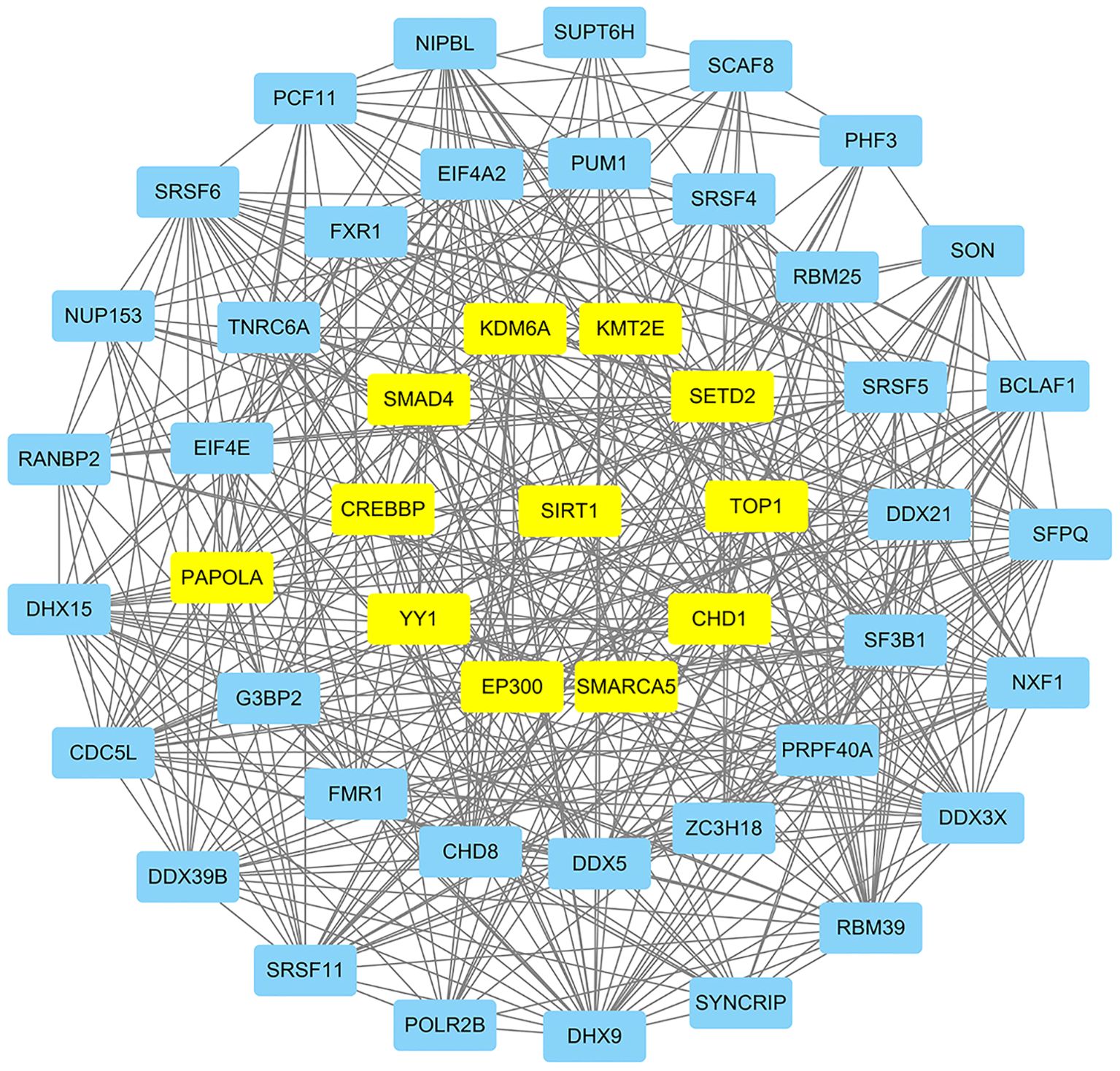 A complex interaction network diagram visualizing protein interactions. Blue nodes represent various proteins, while yellow nodes highlight key proteins like EP300, SMARCA5, and SIRT1. Black lines indicate connections between the proteins, forming a dense web of interactions.