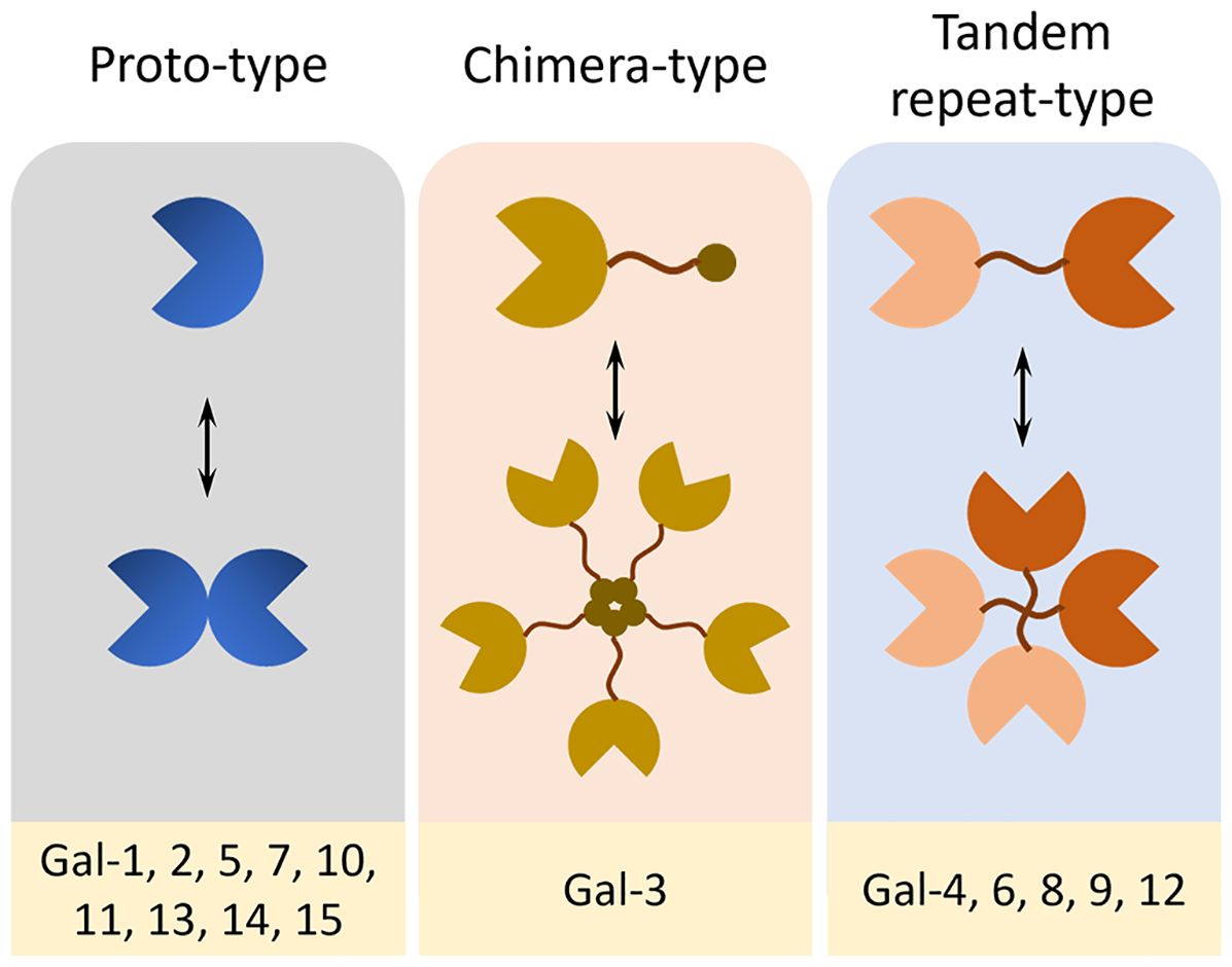 Diagram showing three types of galectin structures: Prototype, Chimera-type, and Tandem repeat-type. Each consists of a partial circle joined with others, connected by lines. Labels indicate galectin numbers associated with each type: Prototype (Gal-1, 2, 5, 7, 10, 11, 13, 14, 15), Chimera-type (Gal-3), Tandem repeat-type (Gal-4, 6, 8, 9, 12). Arrows indicate structural variation.