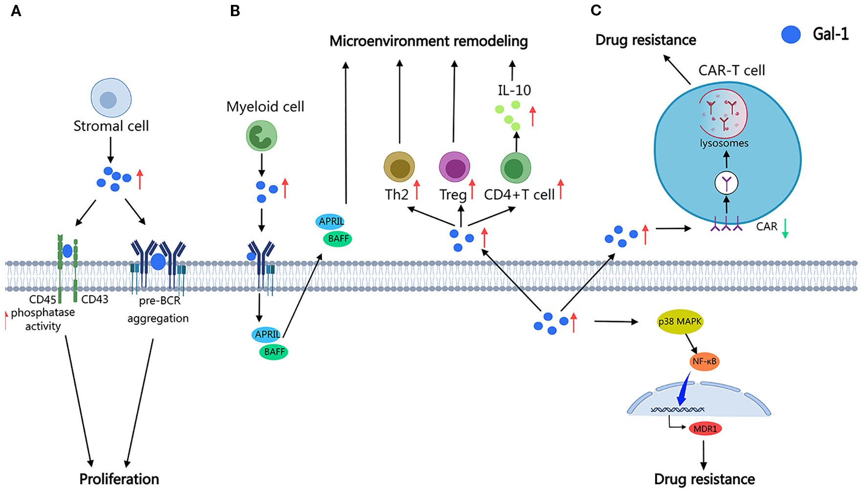 Diagram showing three panels labeled A, B, and C. Panel A illustrates stromal cells interacting with CD45 and CD43 to increase pre-BCR aggregation and proliferation. Panel B shows myeloid cells, Th2, Treg, and CD4+ T cells remodeling the microenvironment, secreting IL-10 and promoting APRIL/BAFF signaling. Panel C depicts Gal-1's role in CAR-T cell interactions, leading to drug resistance through p38 MAPK, NF-κB activation, and MDR1 expression.