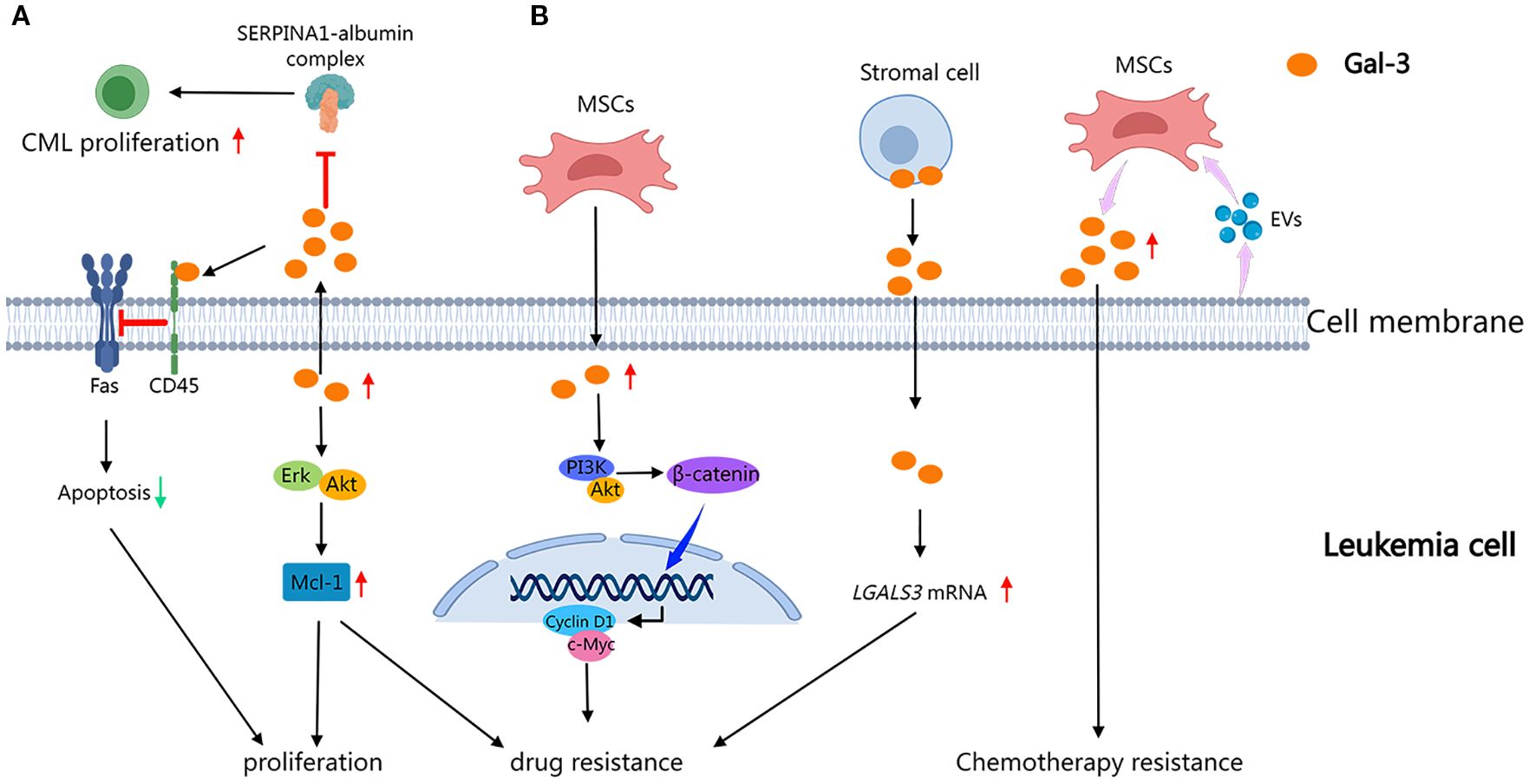 Diagram showing signaling pathways related to CML cell proliferation and resistance in leukemia cells. Panel A illustrates SERPINA1-albumin interaction affecting Fas-CD45 receptor activity, leading to decreased apoptosis and increased Mcl-1 levels, promoting proliferation. Panel B shows mesenchymal stem cells (MSCs) releasing Gal-3 and extracellular vesicles (EVs), influencing PI3K/Akt and β-catenin pathways, leading to drug resistance and increased LGALS3 mRNA. The pathways converge to enhance proliferation, drug, and chemotherapy resistance.