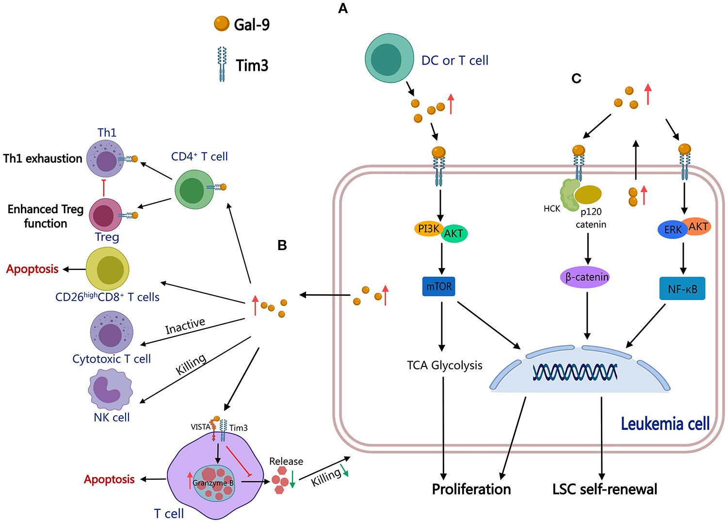 Diagram illustrating the interaction between immune cells and leukemia cells via Gal-9 and Tim3 binding. Panel A shows DC or T cell secretion of Gal-9, interacting with Tim3, activating PI3K, AKT, and mTOR pathways. Panel B highlights immune cell effects like Th1 exhaustion, Treg function enhancement, and T cell apoptosis or inactivity. Panel C details the involvement of HCK, p120 catenin, ERK, AKT, β-catenin, and NF-kB in promoting leukemia cell proliferation and LSC self-renewal.