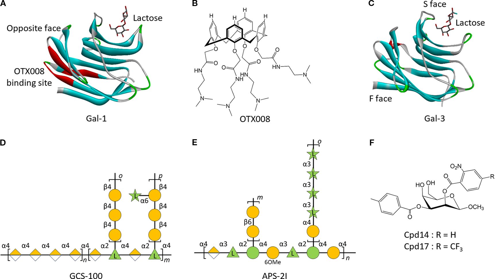 Diagram featuring six panels related to molecular structures: A: Three-dimensional structure of Gal-1 showing lactose and OTX008 binding site. B: Structural formula of OTX008 with chemical bonds detailed. C: Three-dimensional structure of Gal-3 displaying lactose and designated faces. D: Schematic of GCS-100 with glycan chain representation. E: Schematic of APS-2I with glycan structures. F: Structural formulas of compounds Cpd14 and Cpd17 with side group substitutions.