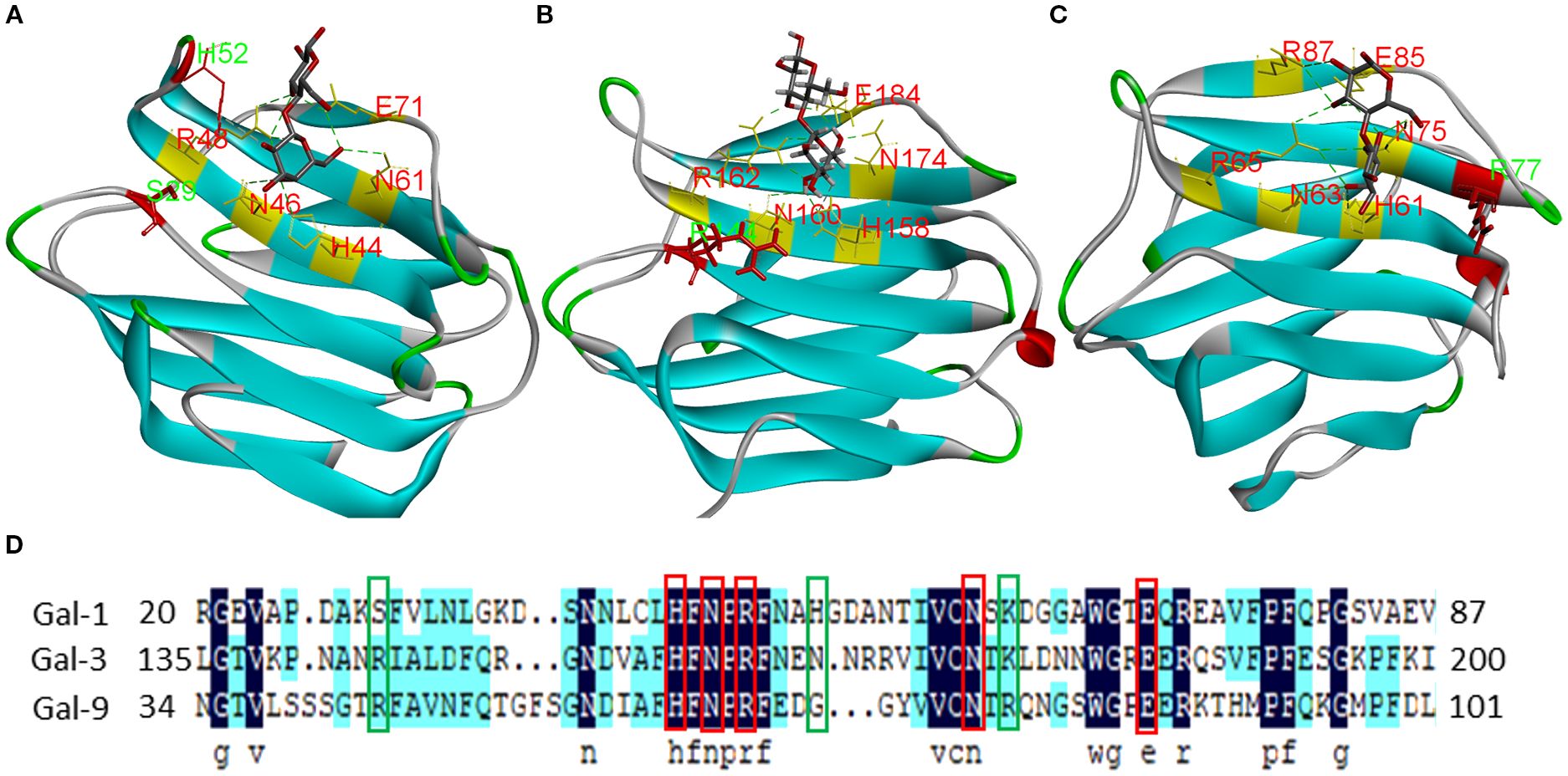 Protein structure comparisons of Gal-1 (A), Gal-3 (B), and Gal-9 (C) are shown, highlighting key residues involved in carbohydrate recognition and binding in red and green. The aligned sequence (D) indicates conserved regions among Gal-1, Gal-3, and Gal-9, with colored boxes representing specific amino acid residues.