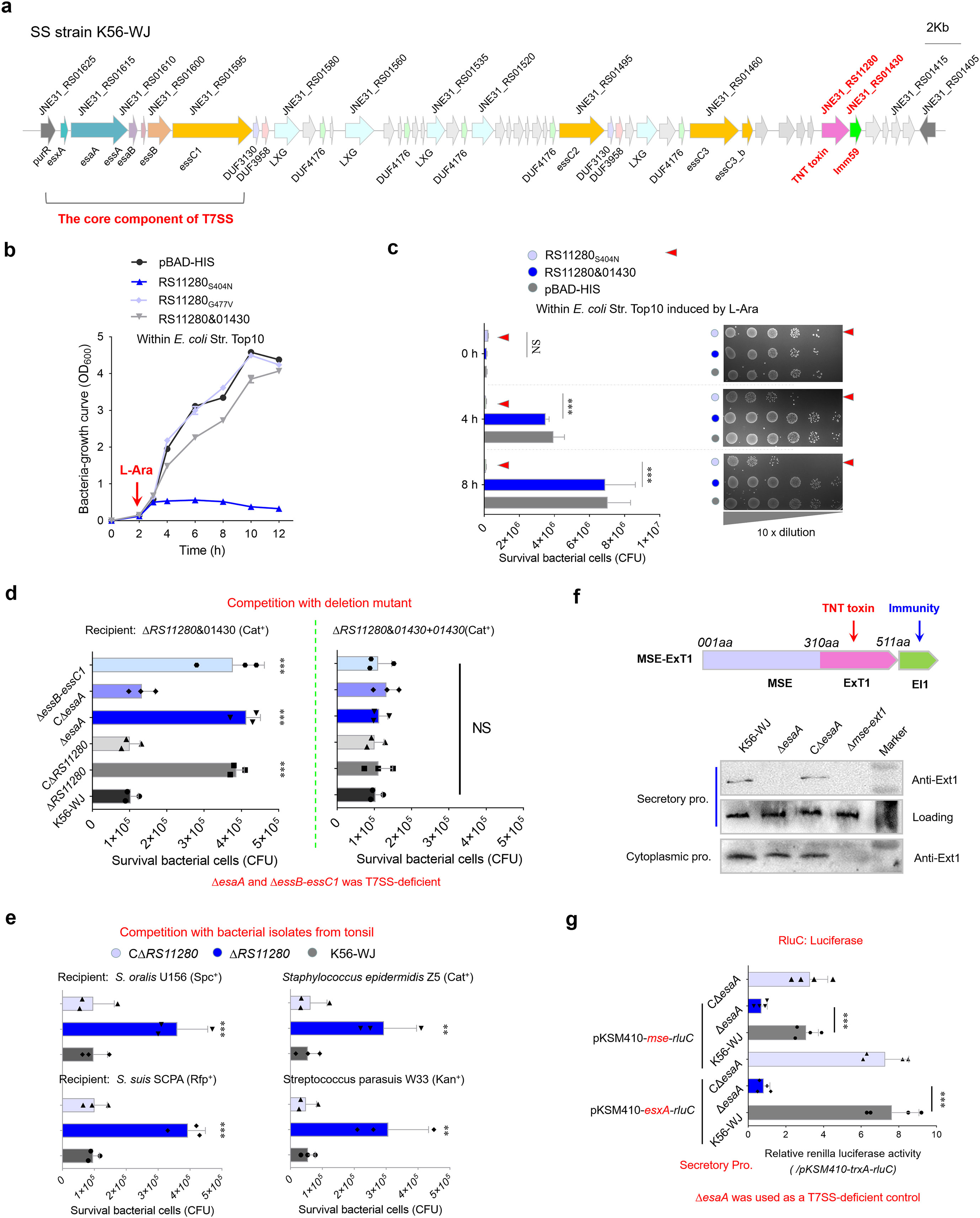 Genetic diagram and data visualization analyzing the type VI secretion system (T6SS) in strain K56-WJ. Panel (a) displays the genetic map highlighting T6SS components. Panel (b) shows a bacterial growth curve influenced by L-arabinose. Panel (c) illustrates survival of bacterial cells over time through a bar graph and dilution series. Panel (d) presents competition assays with a deletion mutant. Panel (e) compares competition with tonsil bacterial isolates. Panel (f) depicts a schematic of protein domains and Western blot analysis. Panel (g) shows a bar graph of luciferase activity for protein secretion assessment.