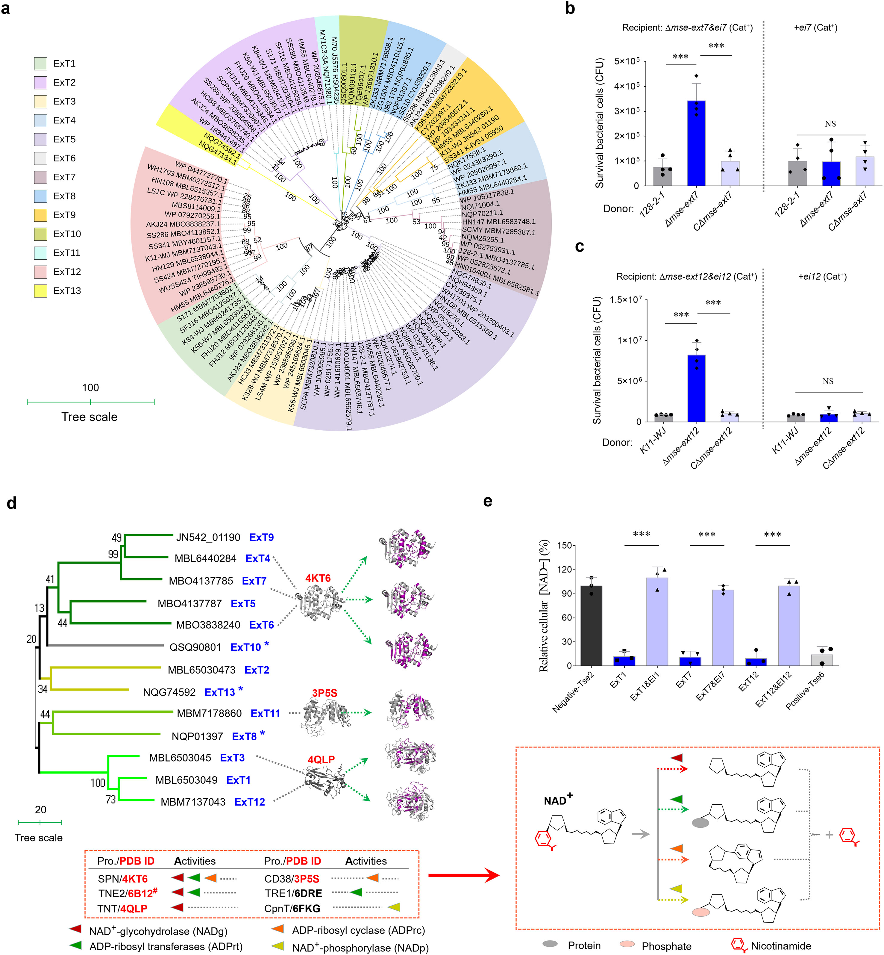 Illustration featuring various data presentations related to enzyme function and bacterial survival. Part (a) displays a phylogenetic tree with color-coded segments for different enzyme families. Parts (b) and (c) show bar graphs comparing bacterial survival across different conditions, indicating significant differences with asterisks. Part (d) details a phylogenetic tree with associated protein structures and activities, highlighting various enzyme activities in a color-coded key. Part (e) presents a bar graph of relative cellular NAD+ levels and a chemical diagram illustrating NAD+ processing.
