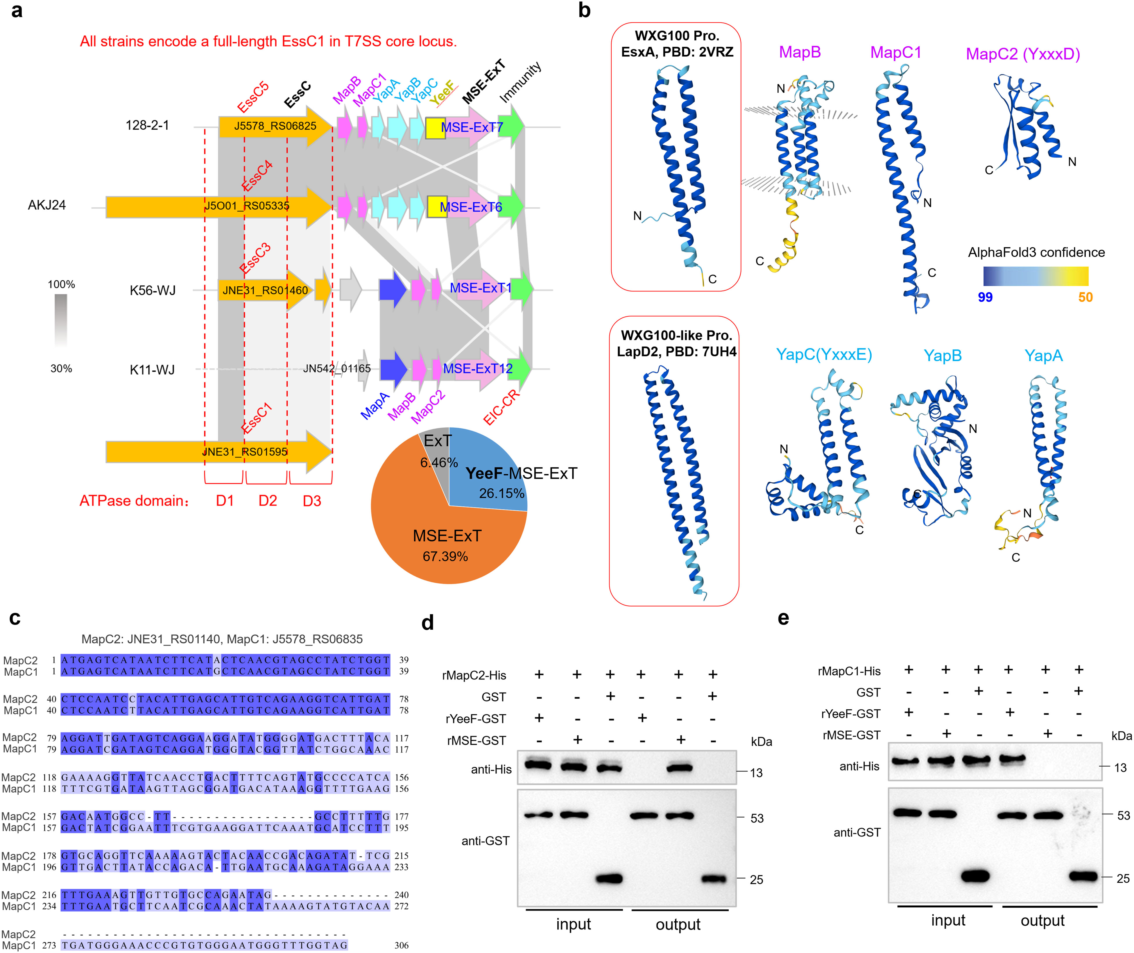 Diagram showing the analysis of type seven secretion system proteins across various bacterial strains. Panel (a) illustrates genome maps and a pie chart depicting the distribution of MSE-ExT types. Panel (b) displays protein structures with AlphaFold3 confidence coloring. Panel (c) presents a nucleotide sequence alignment for proteins MapC1 and MapC2. Panels (d) and (e) show Western blot analyses for protein interactions, highlighting bands at various kilodaltons using anti-His and anti-GST antibodies.
