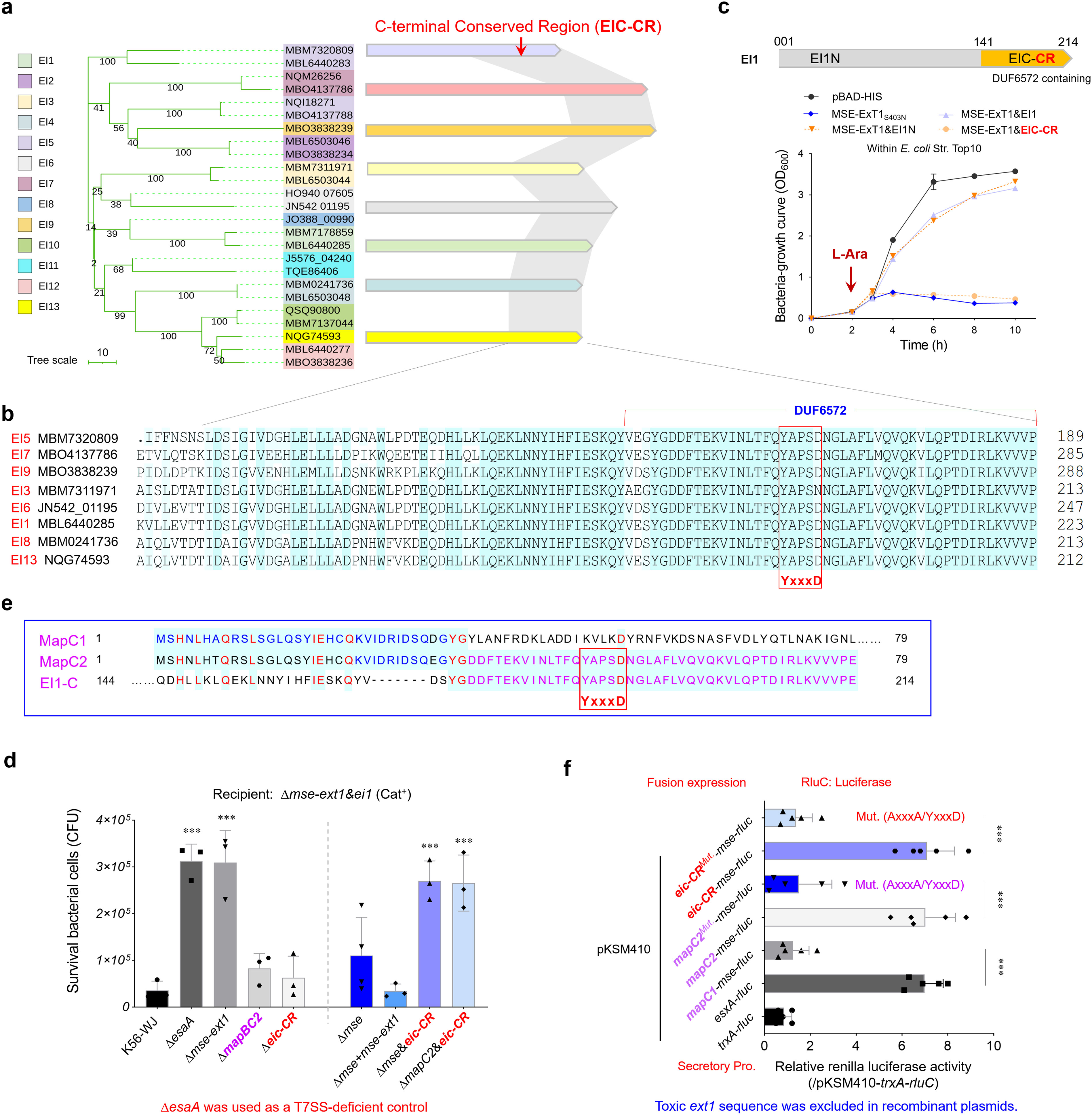 Composite image with multiple panels. Panel (a) shows a phylogenetic tree with a highlighted C-terminal conserved region (EIC-CR). Panel (b) contains protein sequences from various strains with DUF5672 highlighted. Panel (c) depicts a bacterial growth curve, indicating time and density, with curves for different conditions. Panel (d) is a bar graph illustrating bacterial survival, comparing wild-type and mutant strains. Panel (e) compares protein sequences of MapC1, MapC2, and El1-C, with specific motifs highlighted. Panel (f) presents luciferase activity data showing differences between fusion expressions, with statistical significance indicated.