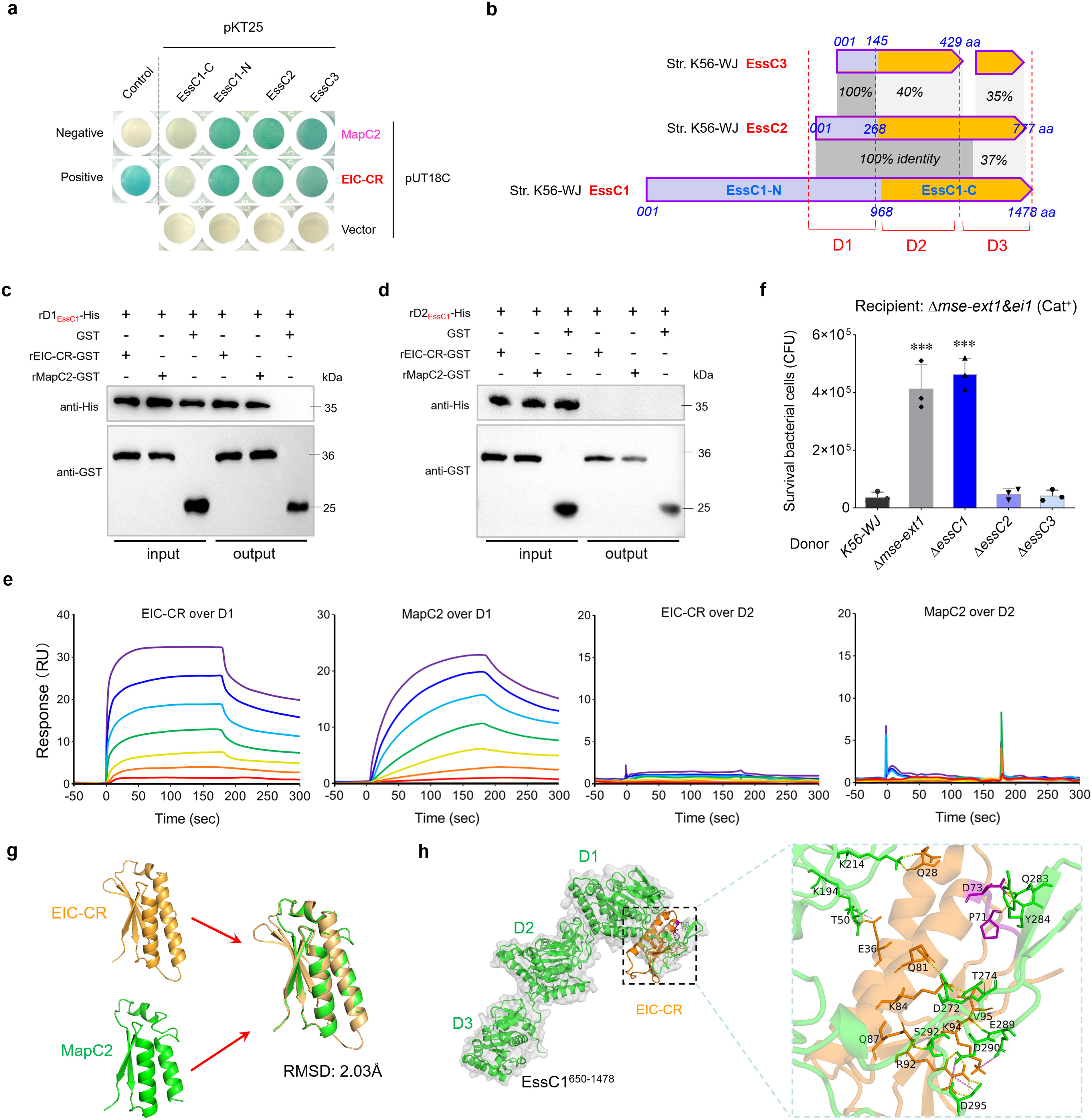 A composite image contains multiple scientific panels: (a) a plate assay with blue and beige well results. (b) schematic representations of protein structures EssC variants. (c, d) Western blot analyses showing protein interactions, highlighting bands marked anti-His and anti-GST. (e) surface plasmon resonance sensorgrams for Eic-CR and MapC2 interactions with domains D1 and D2. (f) bar chart of bacterial survival rates indicating significant differences among strains and conditions. (g) structural alignment of Eic-CR and MapC2 proteins with indicated RMSD value. (h) 3D structure of protein complex with highlighted domains and close-up of interaction sites.
