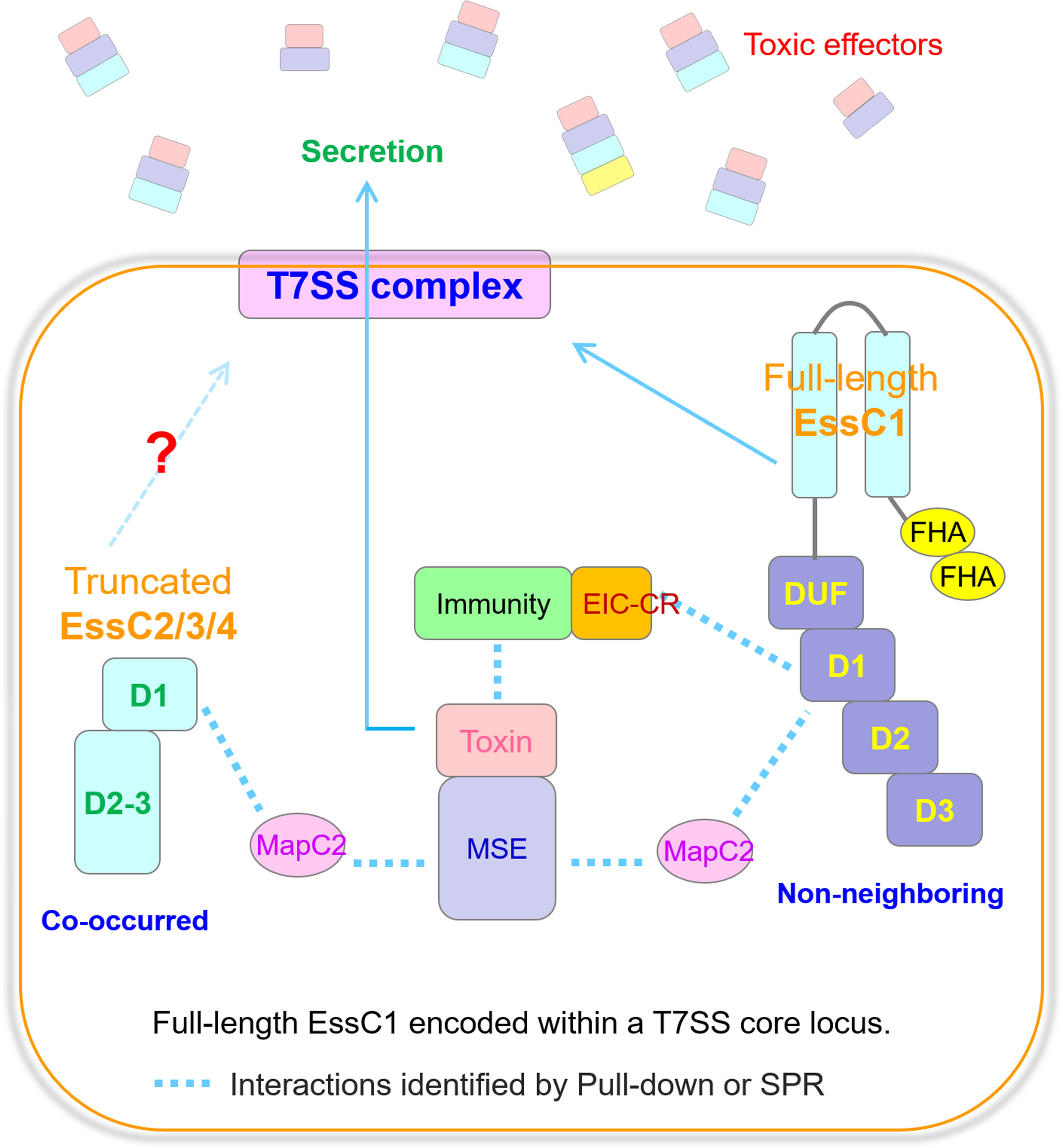 Diagram illustrating the interactions between T7SS complex components in a cell. It includes elements such as toxic effectors, Truncated EssC2/3/4, and Full-length EssC1. Key interactions are depicted with arrows, indicating processes like secretion and their associations identified by pull-down or SPR. Elements such as FHA, DUF, and various domains are labeled, indicating the structure and relationships within the complex.