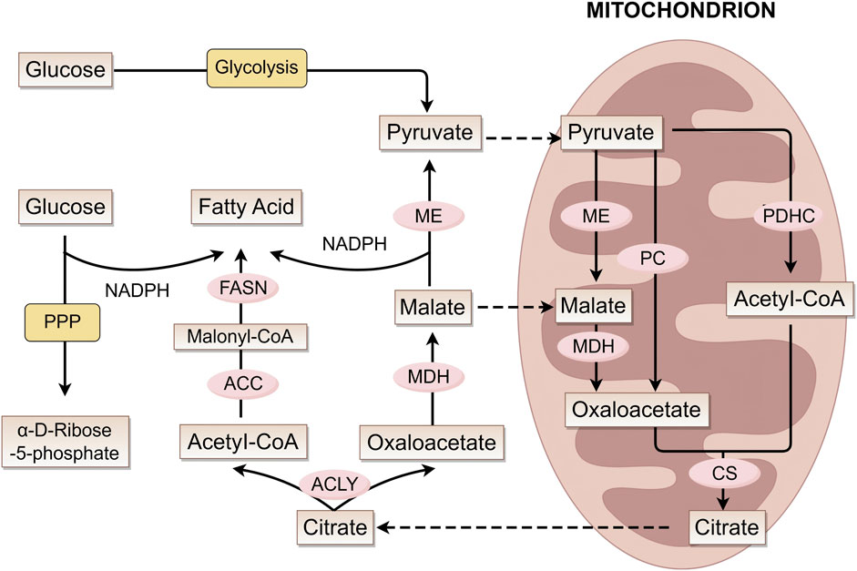 Diagram showing metabolic pathways related to glucose in a mitochondrion. It includes glycolysis converting glucose to pyruvate, leading to acetyl-CoA production. Pathways involve compounds like malate and citrate, and reactions facilitated by enzymes such as ME, PDHC, MDH, and others. A fatty acid synthesis pathway from glucose via NADPH and malonyl-CoA is also illustrated.