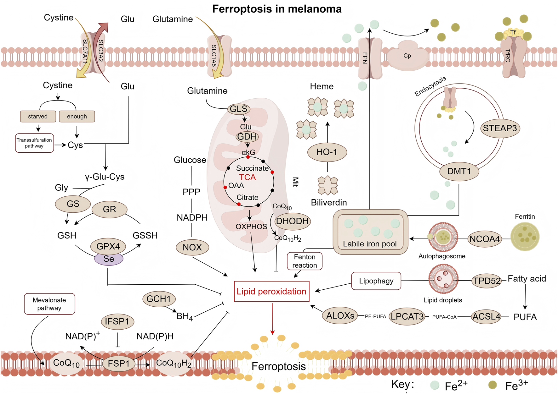 Diagram illustrating the processes involved in ferroptosis in melanoma. It depicts various pathways and interactions, including the transsulfuration pathway, TCA cycle, lipid peroxidation, and involvement of enzymes like GPX4. Key components are highlighted, such as cystine, glutamine, glucose, iron pools, and several proteins like FPN, TFR1, and DMT1. The image shows how these elements contribute to the process of ferroptosis, indicating the roles of different molecules and pathways within a cellular membrane context. Color-coded elements represent different ions and states.