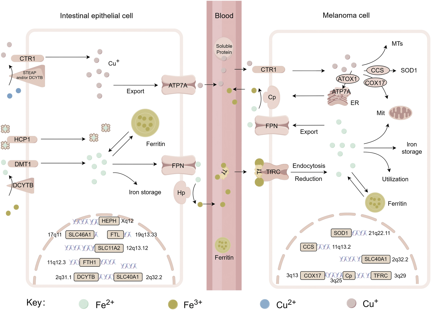 Diagram depicting copper and iron transport in intestinal epithelial cells and melanoma cells. Key elements include various transport proteins such as CTR1, HCP1, DMT1, and ATP7A, as well as the roles of ferritin and the reduction and storage processes. Blood acting as a pathway for copper and iron exchange is illustrated. Key shows colors representing different ionic states: light blue for Cu²⁺, pink for Cu⁺, green for Fe²⁺, and brown for Fe³⁺. Chromosomal locations of various genes are also provided.