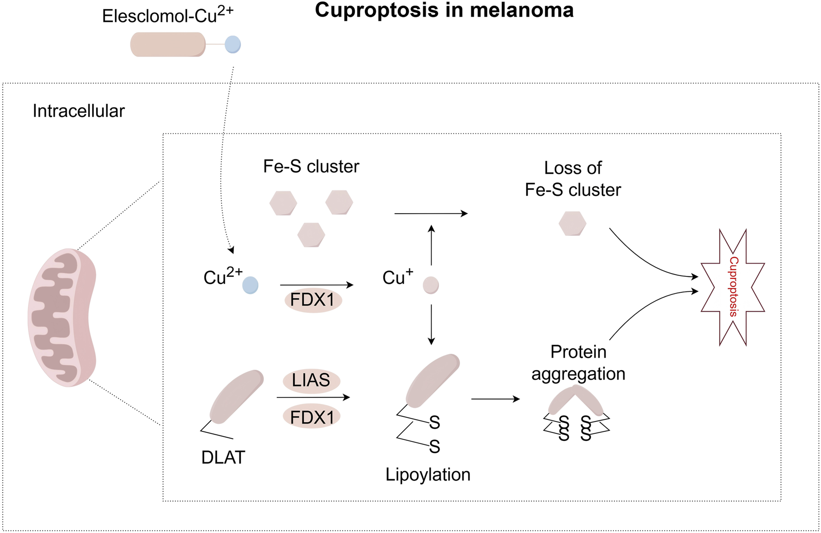 Diagram titled "Cuproptosis in melanoma" showing a cellular process. Elesclomol-Cu²⁺ enters intracellularly, releasing Cu²⁺. FDX1 facilitates Cu⁺ conversion, affecting Fe-S clusters and leading to lipoylation and protein aggregation. These changes cause Fe-S cluster loss, contributing to cuproptosis. The image highlights mitochondrial involvement and interactions with proteins DLAT and LIAS.