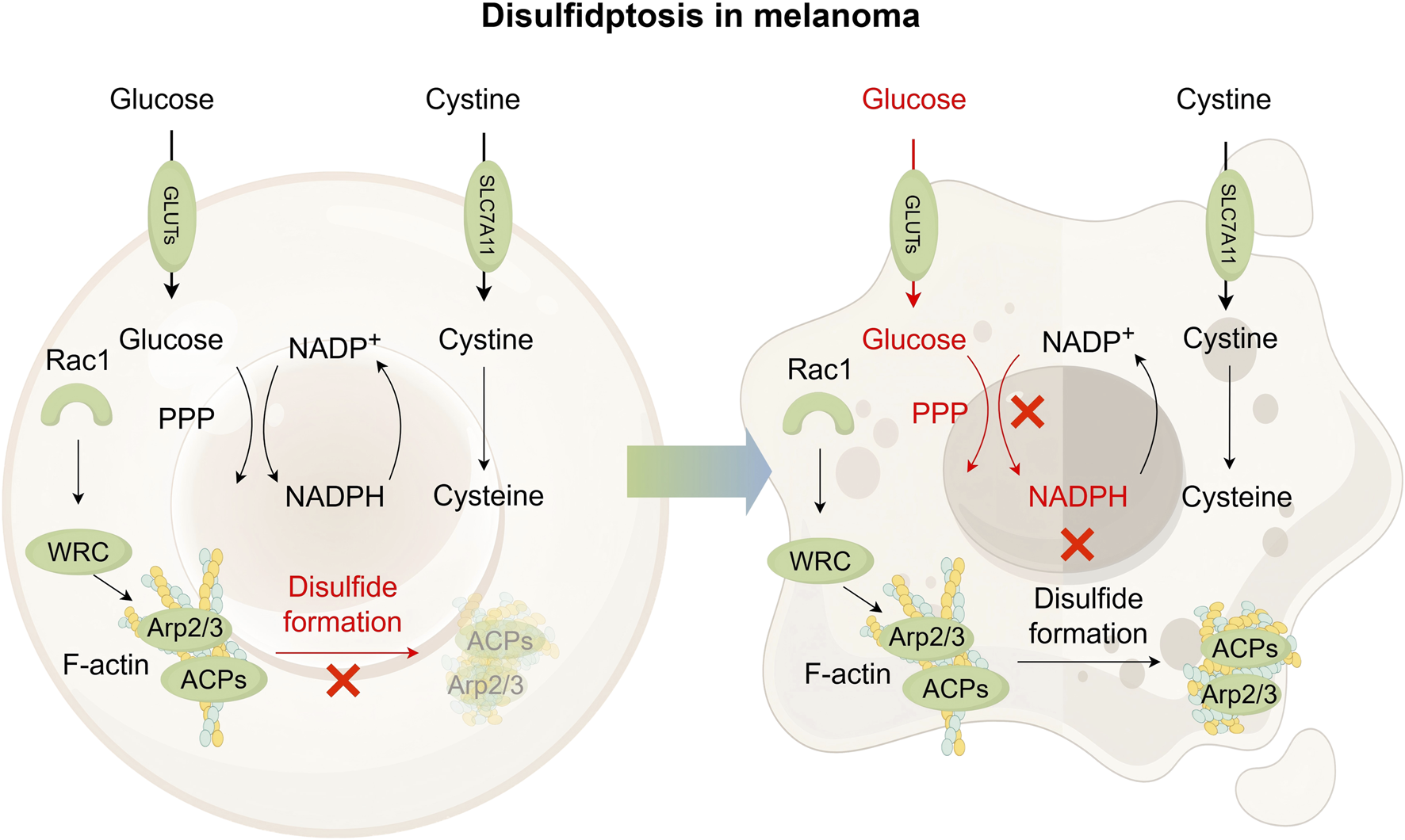 Diagram illustrating the process of disulfidptosis in melanoma. On the left, normal processes include glucose entering via GLUTs, converting through the PPP to produce NADPH, and cystine converting to cysteine. Rac1, WRC, and Arp2/3 support actin polymerization without disulfide formation. On the right, increased glucose influx disrupts NADPH production, enhancing disulfide formation. This inhibits proper cellular function, indicated by red crosses on NADPH and disulfide formation paths. Overall, there is a shift towards oxidative stress and cellular malfunction.