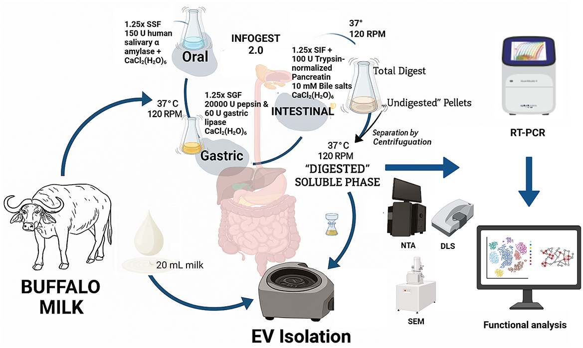 Diagram illustrating the INFOGEST 2.0 process for digesting buffalo milk. The flow shows oral digestion using salivary amylase and calcium chloride, gastric digestion with pepsin and gastric lipase, followed by EV isolation from the digested soluble phase. The process involves centrifugation, NTA, DLS, and SEM analysis. Final steps include RT-PCR and functional analysis, depicted with related equipment and reactions.