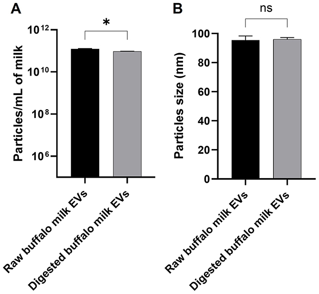 (A) Bar graph comparing particles per milliliter of milk between raw buffalo milk EVs and digested buffalo milk EVs. Both bars are nearly equal in height, with the black bar for raw milk slightly higher than the gray bar for digested milk. An asterisk indicates a significant difference. (B) Bar graph comparing particle sizes of raw and digested buffalo milk extracellular vesicles (EVs). Both bars are similar in height, around 100 nanometers, indicating no significant difference, labeled as ns for not significant.