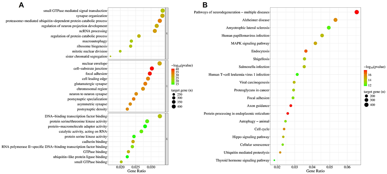 (A) Dot plot showing gene set enrichment analysis for three categories: BP, CC, and MF. Each dot represents a biological term, with color indicating the negative logarithm of the p-value and size reflecting the number of target genes. The x-axis shows the gene ratio. Terms vary across categories, including processes like cell-substrate junction and DNA-binding transcription factor binding. (B) Dot plot illustrating gene ratios across various biological pathways. The y-axis lists pathways like Alzheimers and viral carcinogenesis. The x-axis represents gene ratios, ranging from 0.02 to 0.06. Dot sizes indicate target gene counts, while colors depict significance (log10 p-value) from green to red.