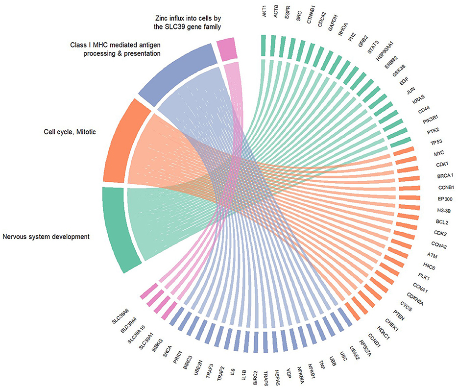 Circular chord diagram illustrating interactions between gene functions and specific genes. Categories include nervous system development, cell cycle, MHC-mediated antigen processing, and zinc influx by SLC39. Colored bands connect related genes, showing complex relationships.