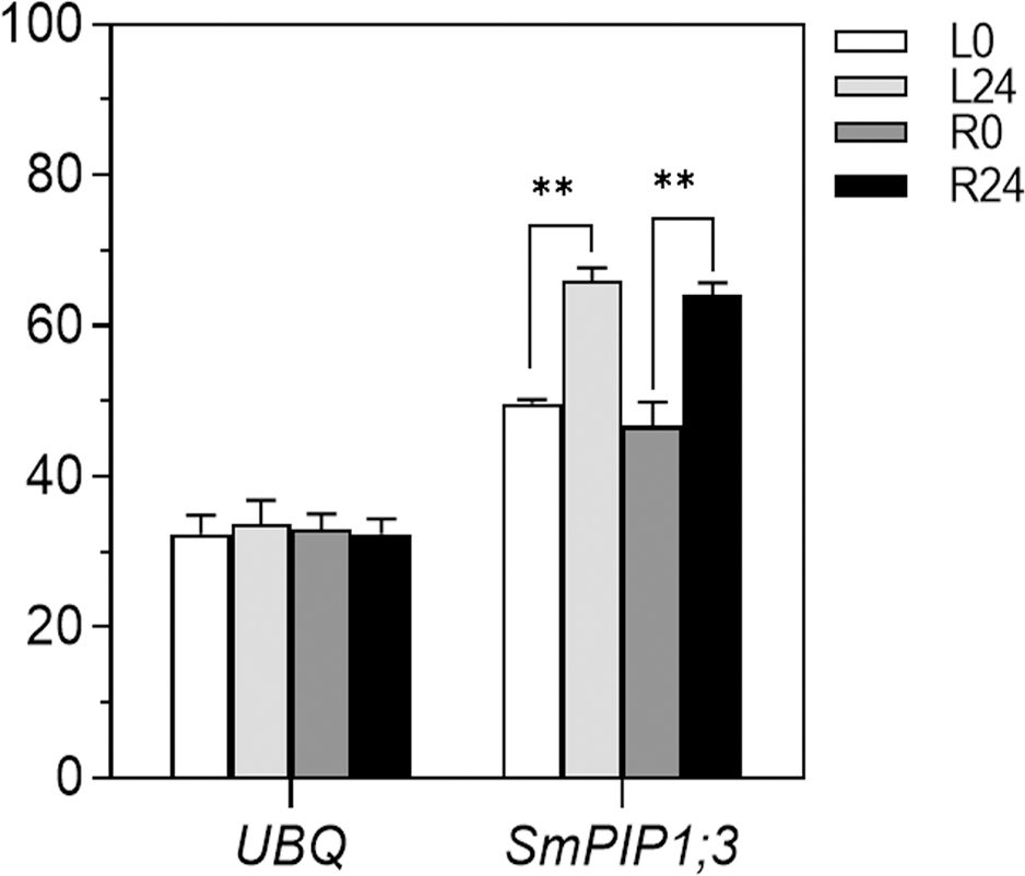 Bar chart comparing expression levels of UBQ and SmPIP1;3 under different conditions: L0, L24, R0, R24. UBQ shows similar values across conditions, whereas SmPIP1;3 levels significantly differ between L0 and L24, and between R0 and R24, highlighted with asterisks.