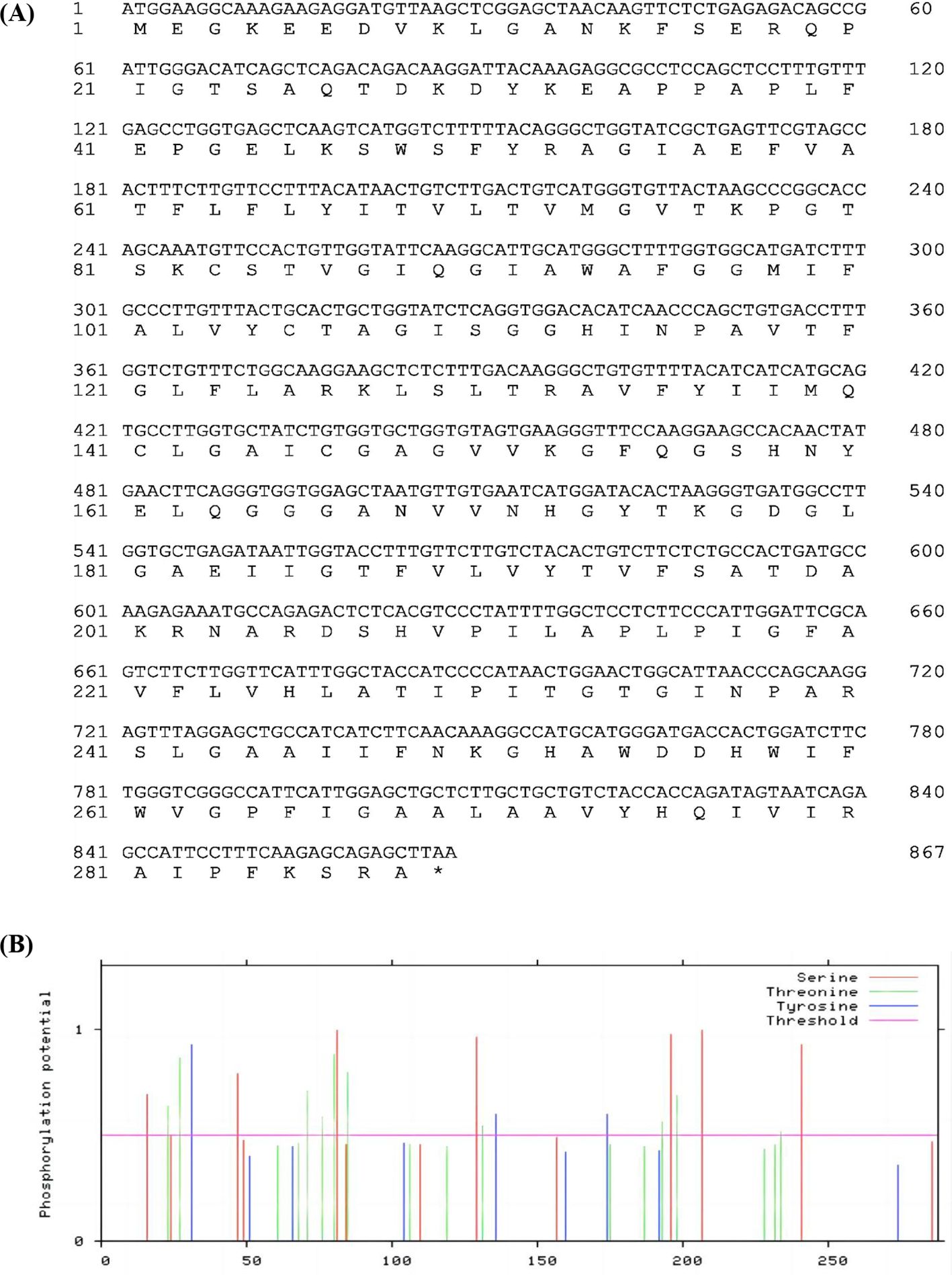 (A) Shows a DNA sequence with corresponding amino acids listed in rows, numbered at intervals. (B) Displays a graph of phosphorylation potential with a y-axis labeled “Phosphorylation potential” and four colored lines representing serine, threonine, tyrosine, and a threshold. Residues with phosphorylation potential values that form bars rising above this threshold line are predicted to be potential phosphorylation sites.
