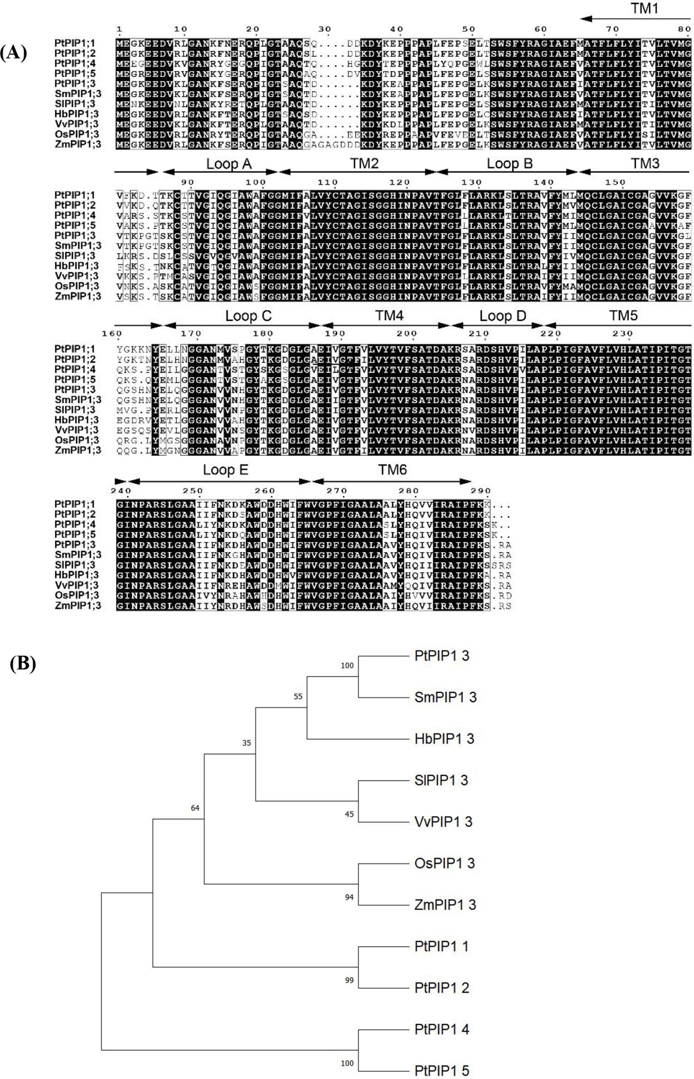 (A) Protein sequence alignment showing multiple sequences from various organisms, highlighting conserved regions and transmembrane domains labeled TM1 to TM6, with loops labeled A to E. (B) Phylogenetic tree illustrating the evolutionary relationships between different PIP1 proteins from various species, with branch confidence values included.