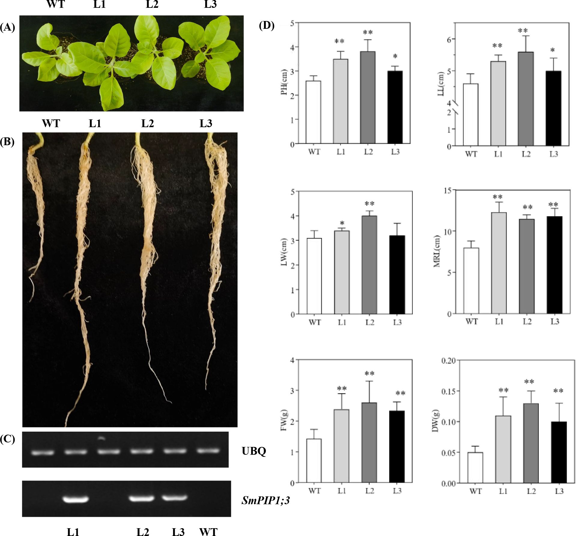 Panel with multiple images showing plant growth and molecular analysis: (A) Four plants labeled WT (Wild Type), L1, L2, L3. (B) Corresponding root systems for each plant. (C) Gel electrophoresis results showing expression of UBQ and SmPIP1;3 genes in L1, L2, L3, WT. (D) Bar graphs comparing various growth metrics: plant height (PH), leaf length (LL), leaf width (LW), main root length (MRL), root weight (FW), dry weight (DW) across WT, L1, L2, L3. Statistical significance is indicated by asterisks.