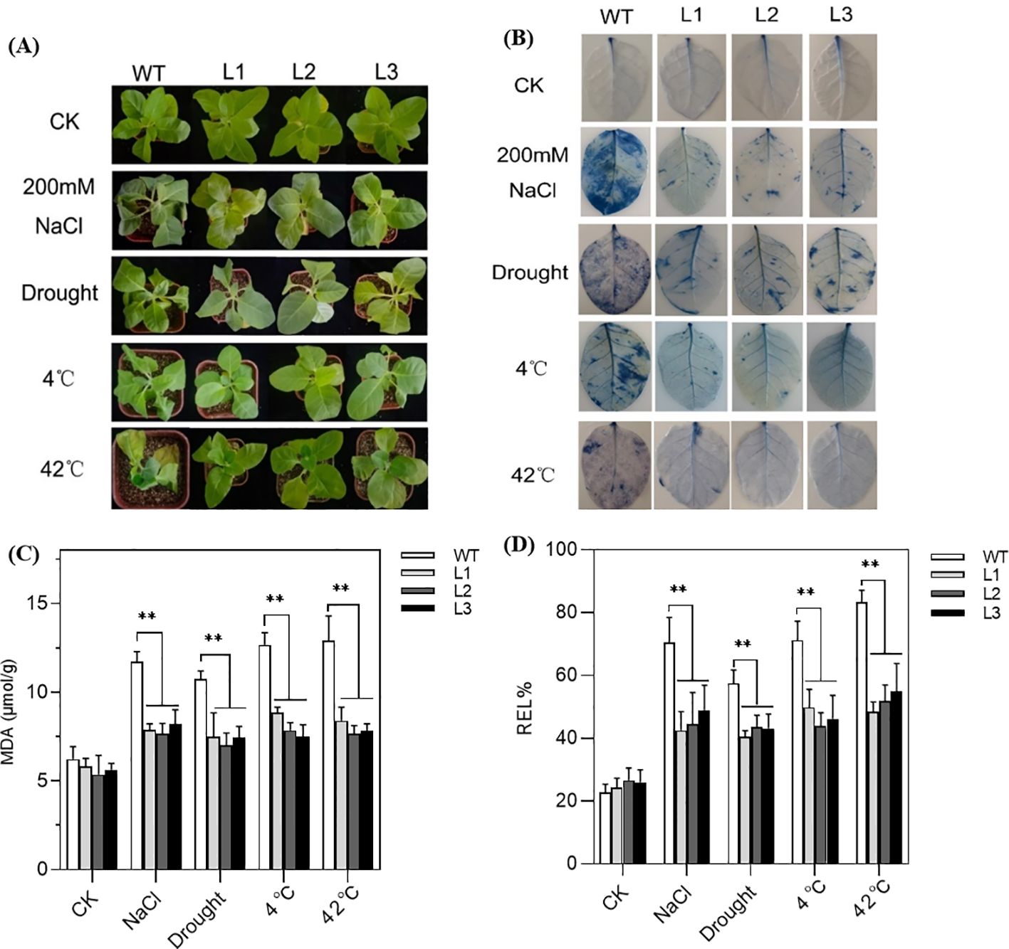 (A) Images of plants labeled WT, L1, L2, and L3 under control, 200mM NaCl, drought, 4°C, and 42°C conditions showing varying levels of stress response. (B) Close-up of leaf discs showing color changes under the same conditions indicating stress effects. (C) Bar graph of MDA content in the tested plant lines; transgenic plants exhibited significantly lower MDA levels than WT under stress. (D) Bar graph of relative electrolyte leakage (REL %) for the same conditions; transgenic lines showed markedly reduced membrane leakage compared with WT.