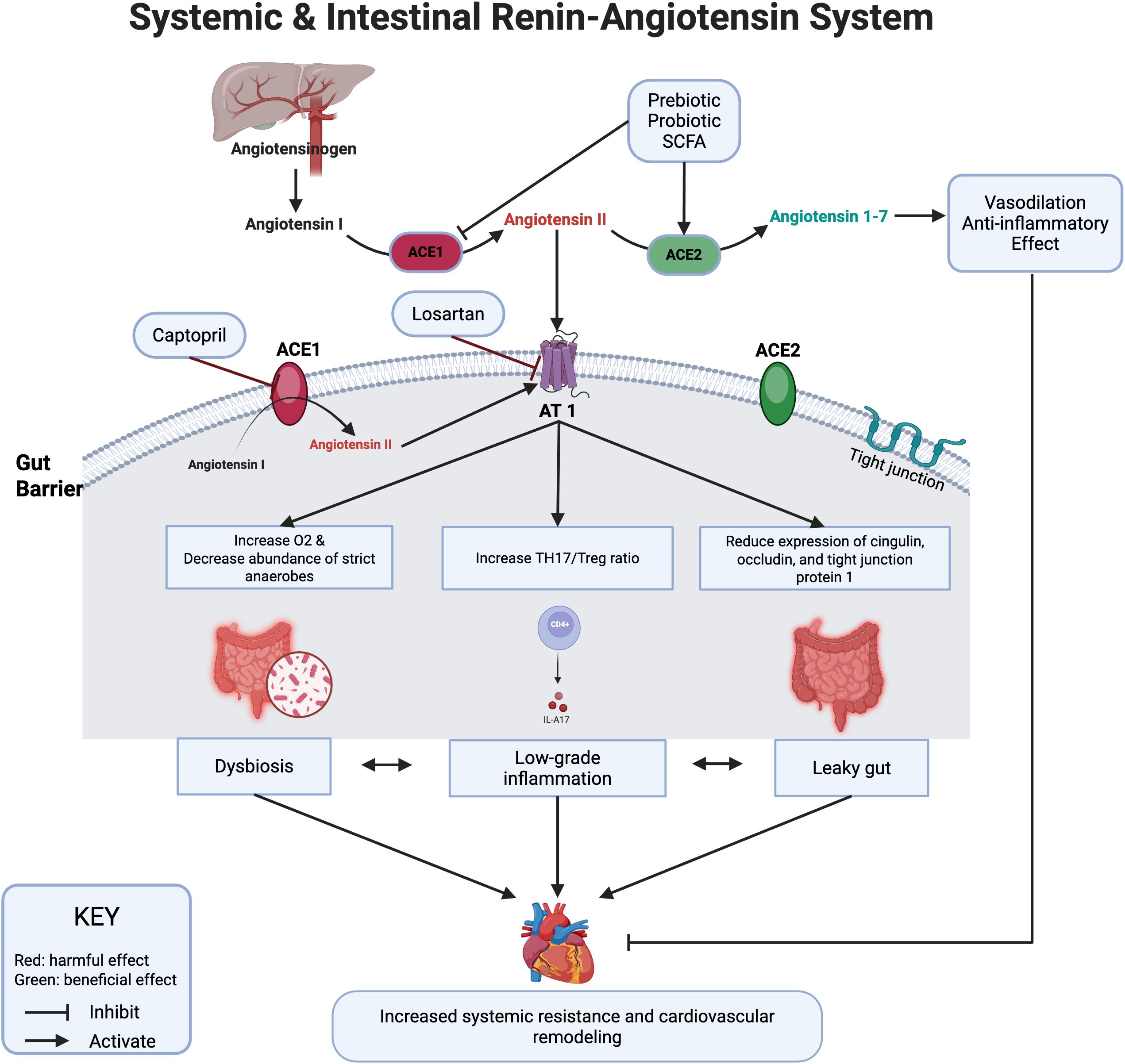 Diagram of the systemic and intestinal renin-angiotensin system. It shows interactions between ACE1 and ACE2 enzymes, and effects on gut barrier functions like dysbiosis, leaky gut, and inflammation. Angiotensin I converts to Angiotensin II, impacting vasodilation and anti-inflammatory effects. Captopril and Losartan inhibit pathways. Annotations indicate harmful and beneficial effects with a key.