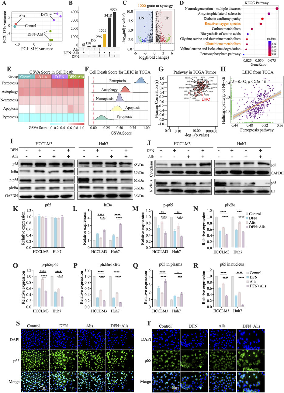 A collection of scientific data visualizations and experimental results related to cell death and gene expression studies. The figures include a principal component analysis plot (A), a bar graph depicting differentially expressed genes (B), a volcano plot illustrating gene expression changes (C), KEGG pathway analysis (D), and GSVA scores for various cell death types (E,F). Additional data show pathway correlations in tumors (G) and ferroptosis analysis (H). Western blot images (I,J) and corresponding bar graphs (K-R) reveal protein expression levels in different conditions. Confocal microscopy images (S,T) display cellular localization of proteins with DAPI and p65 staining.
