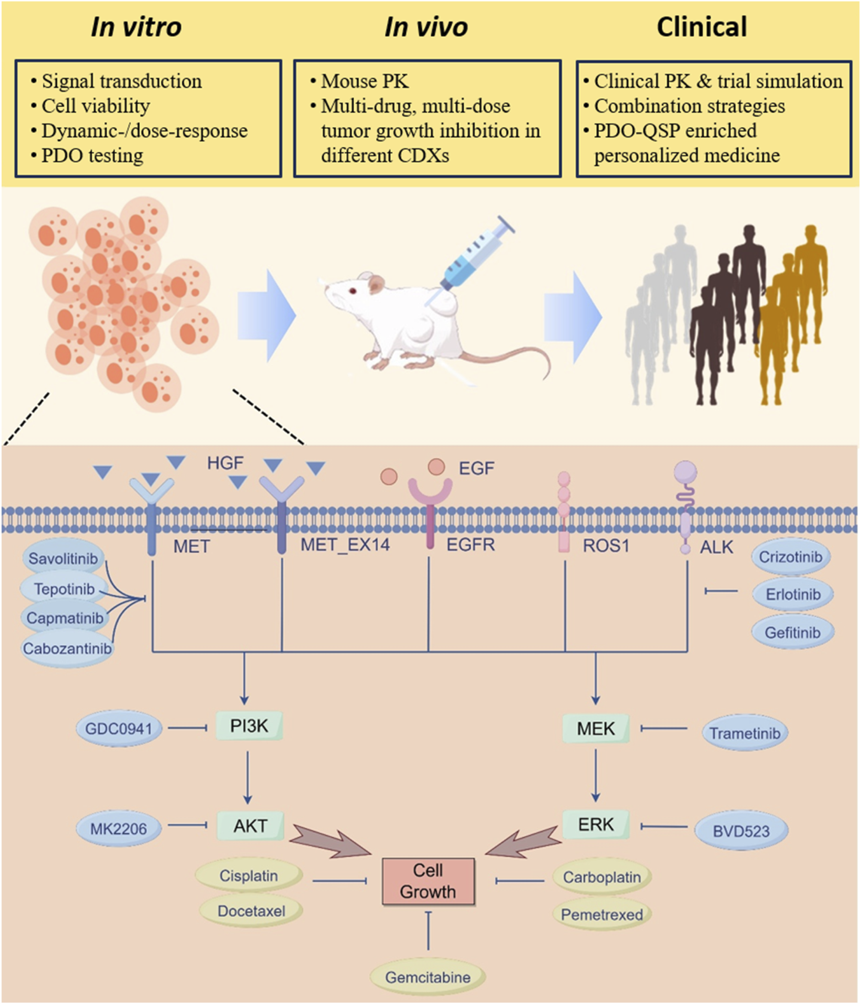 Illustration depicting cancer research stages: "In vitro" with cell viability and dose-response testing, "In vivo" with mouse pharmacokinetics and tumor inhibition, and "Clinical" with personalized medicine strategies. Below is a diagram showing interactions at the cellular level, including proteins and signaling pathways, with drugs like Savolitinib and Crizotinib targeting them. The pathways involve MET, EGFR, and ALK receptors affecting PI3K/AKT and MEK/ERK pathways to inhibit cell growth, highlighting possible cancer treatments.