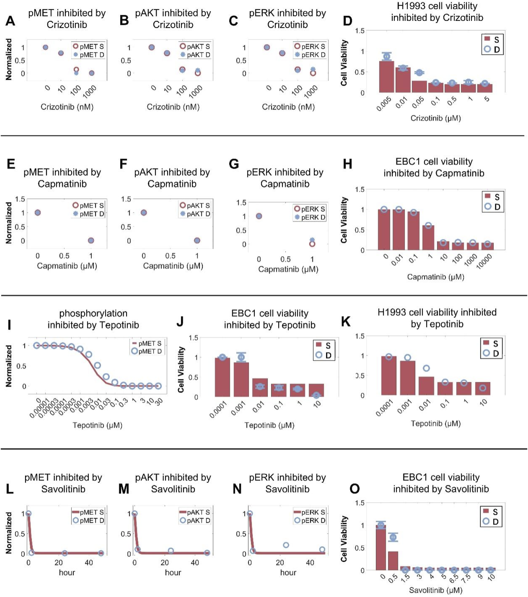 Graphs illustrate the effects of various inhibitors on phosphorylation and cell viability. Panels A-C show pMET, pAKT, and pERK inhibition by Crizotinib. Panel D depicts H1993 cell viability reduction by Crizotinib. Panels E-G display inhibition by Capmatinib, with panel H showing EBC1 cell viability reduction. Panel I illustrates phosphorylation inhibition by Tepotinib, with panels J-K showing reduced EBC1 and H1993 cell viability. Panels L-N depict inhibition by Savolitinib, and panel O shows EBC1 cell viability reduction.