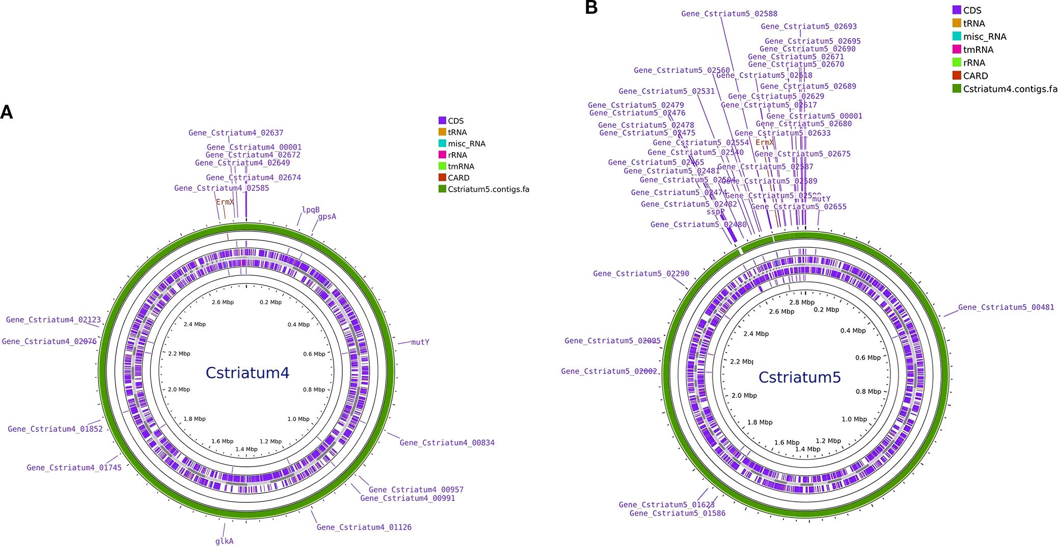 Two circular genomic maps labeled a and b display genetic features of Cstriatum4 and Cstriatum5. Each circle shows annotated genes with color codes indicating CDS, tRNA, misc_RNA, tmRNA, rRNA, CARD, and contigs.fa. Labels identify specific genes such as Ermx, lpqB, and mutY. A legend on the top left explains the color coding. Each map includes concentric rings with distance scales marked from 0.2 to 2.8 Mbp.