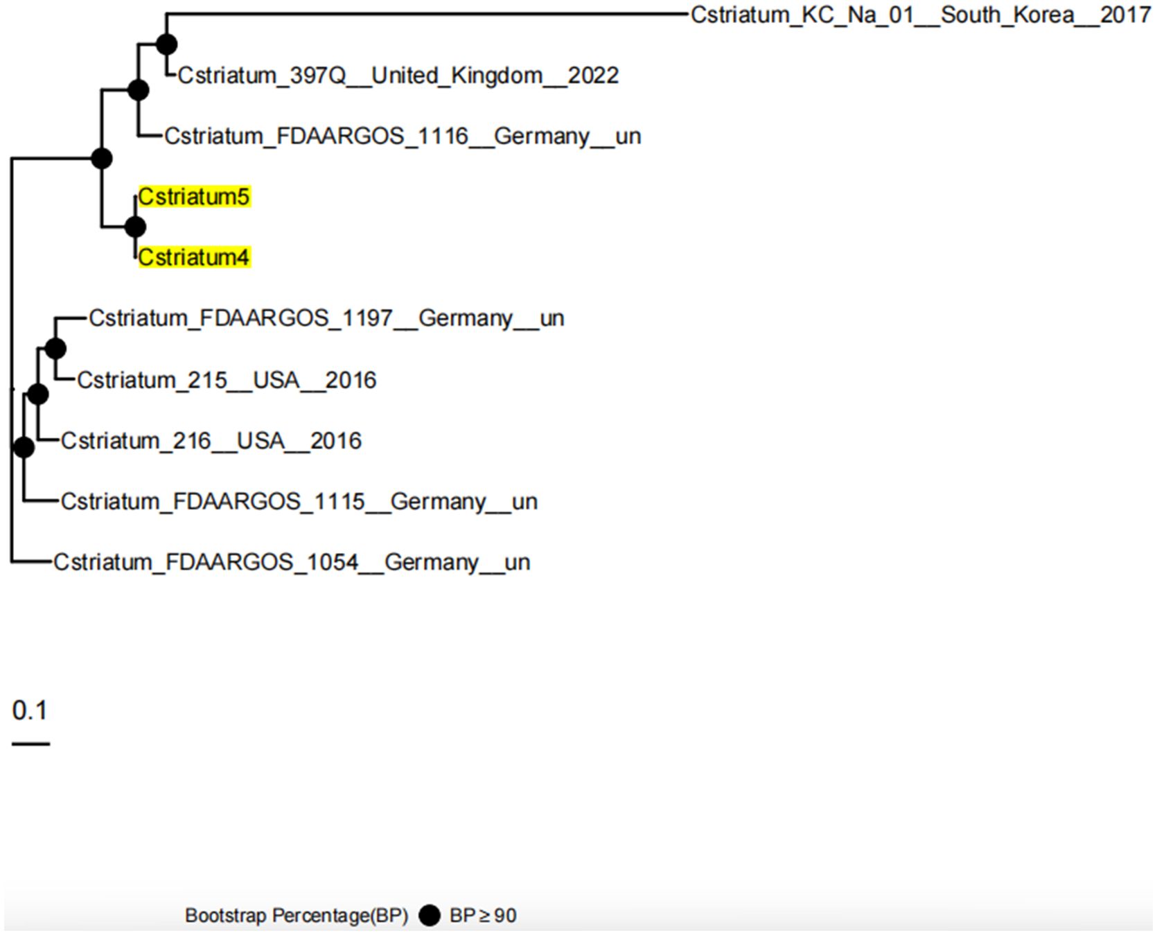 Phylogenetic tree illustrating genetic relationships among *C. striatum* strains from various countries and years, including South Korea, the United Kingdom, the USA, and Germany. Two strains, Cstriatum5 and Cstriatum4, are highlighted in yellow. Bootstrap percentages higher than ninety are marked with solid circles. Scale bar represents a genetic distance of 0.1.