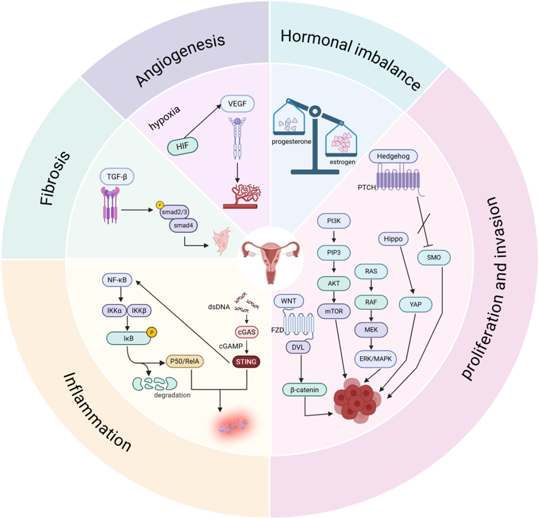 This diagram illustrates the pathogenesis of adenomyosis, covering key links such as angiogenesis, hormonal imbalance, proliferation and invasion, inflammation, and fibrosis. The image of adenomyosis in the center highlights the characteristics of the lesions, directly reflecting the role of each pathway in the occurrence and development of the disease.