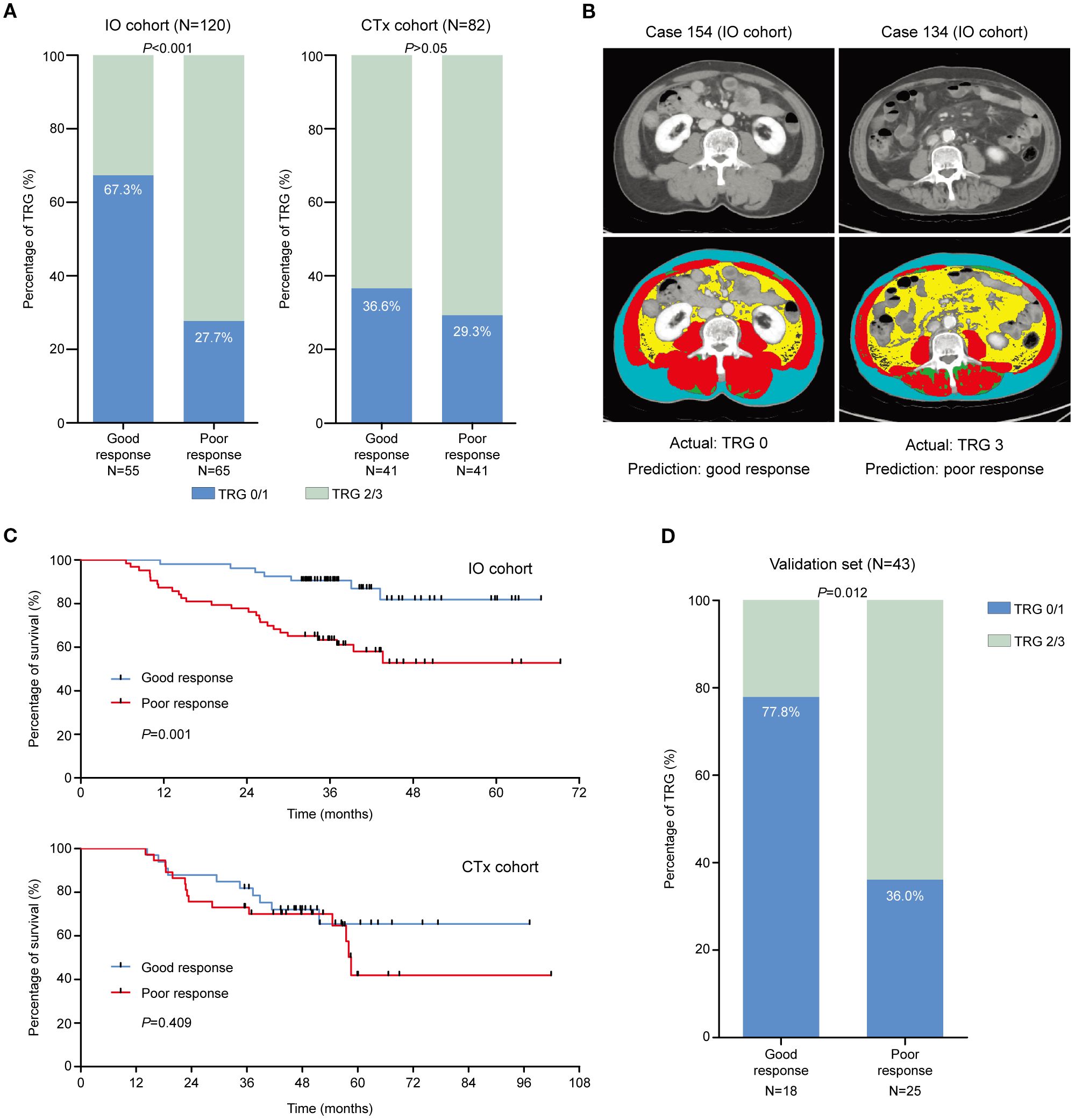 The image consists of four panels: A) Two bar charts compare the percentage of tumor regression grades (TRG) in IO and CTx cohorts, showing a significant difference between good responders and poor responders in the IO cohort. B) CT scans display two cases from the IO cohort, with predictions of response. C) Kaplan-Meier survival curves illustrate survival percentages over time for IO and CTx cohorts, indicating significant differences in the IO cohort. D) A bar chart for a validation set shows the percentage of TRG, highlighting statistical significance.