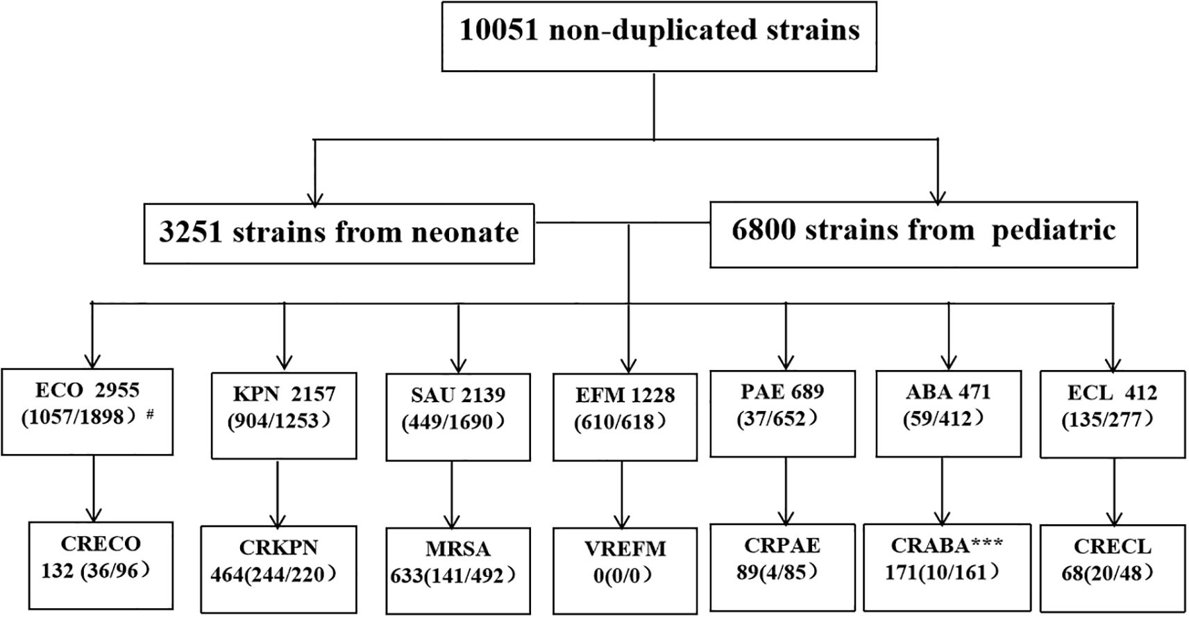 Flowchart showing 10051 non-duplicated strains divided into 3251 neonate and 6800 pediatric strains. Total number of strains include ECO, KPN, SAU, EFM , PAE, ABA, ECLtotaling 2955, 2157, 2139, 1228, 689,471 , 412 strains, neonate strains with 1057, 904, 449, 610,37,59,135 strains,and pediatric strains with 1898, 1253, 1690, 618,652,412,277, respectively. Numerical details indicate quantities.