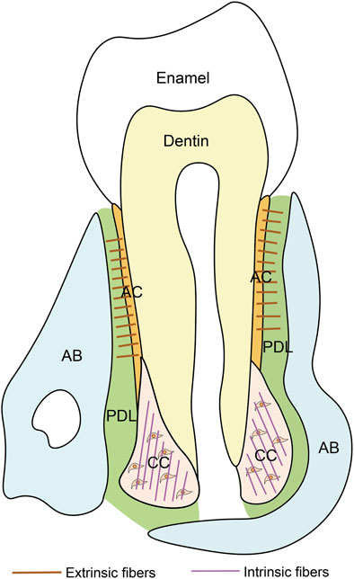 Cross-sectional diagram of a tooth. The upper section is enamel, below which is dentin. Surrounding areas are labeled AC, AB, and PDL. Regions are colored differently, with lines indicating extrinsic fibers in orange and intrinsic fibers in purple.