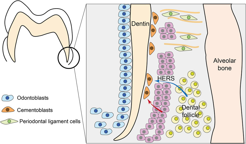 Diagram illustrating dental root formation. Odontoblasts, cementoblasts, and periodontal ligament cells are depicted. Structures labeled include dentin, Hertwig's epithelial root sheath (HERS), dental follicle, and alveolar bone. Arrows indicate cellular directions.