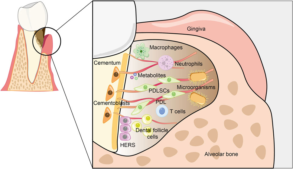Cross-sectional illustration of a tooth and its surrounding tissues. The right panel details components between the cementum and alveolar bone, including gingiva, cementoblasts, Hertwig's epithelial root sheath (HERS), periodontal ligament stem cells (PDLSCs), dental follicle cells, macrophages, neutrophils, microorganisms, metabolites, and periodontal ligament (PDL).