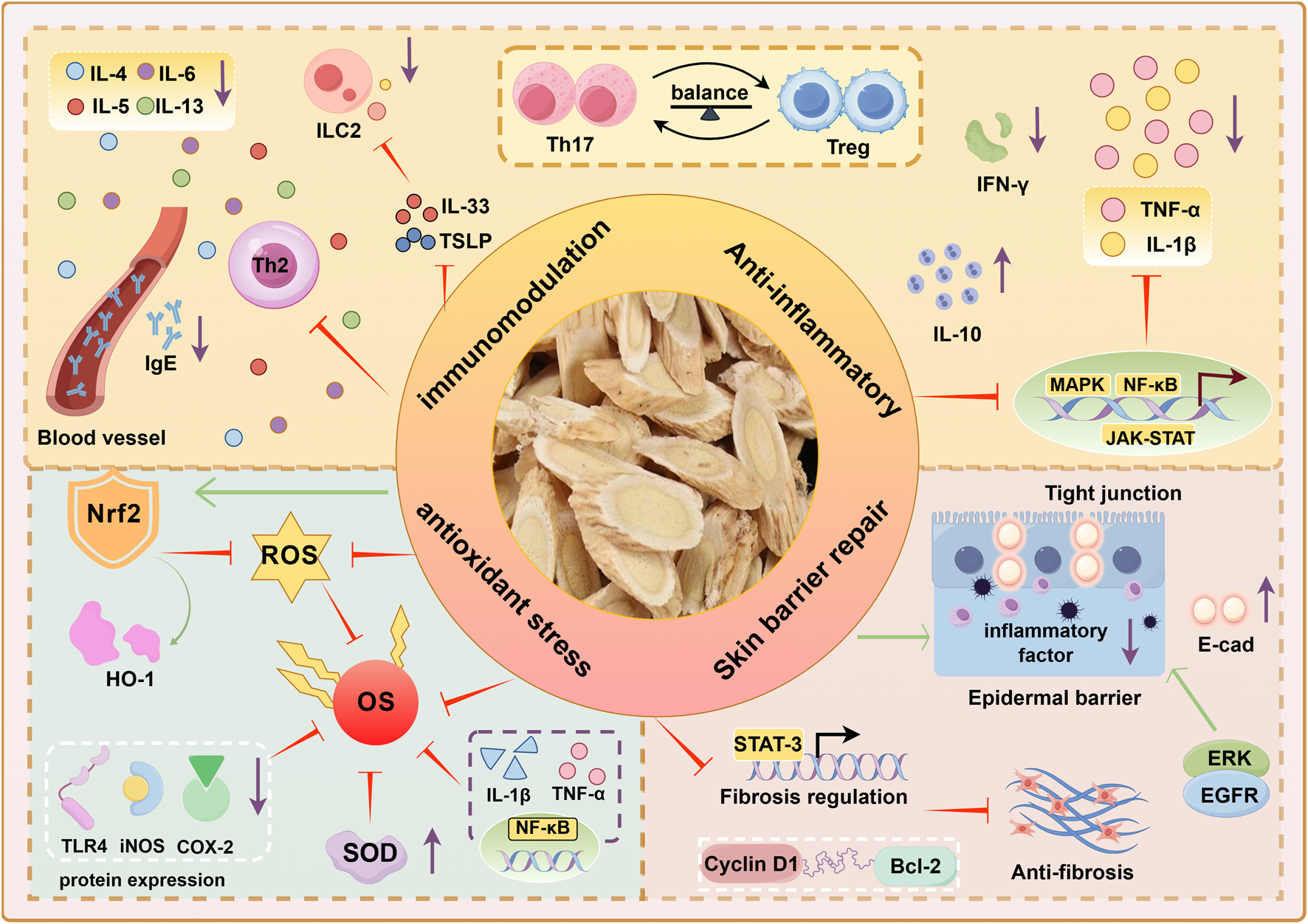 Diagram illustrating the multi-faceted effects of a natural compound on immune modulation, anti-inflammatory action, antioxidant stress reduction, and skin barrier repair. Key components include various interleukins, T cells, and pathways like Nrf2, ROS, and NF-κB. The central image shows slices of a natural ingredient, possibly a root, highlighting its holistic impact on biological processes.