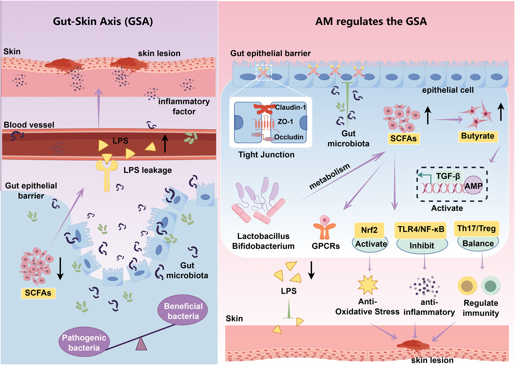 Diagram illustrating the Gut-Skin Axis and how AM regulates it. On the left, LPS leakage from the gut epithelial barrier affects skin lesions through inflammatory factors. Beneficial and pathogenic bacteria are balanced by SCFAs affecting GPCRs. On the right, AM regulates gut epithelial barriers, metabolism, and immune responses with SCFAs and butyrate enhancing epithelial cells and immune cells. Key molecules like Nrf2 and TLR4/NF-κB influence antioxidative stress, inflammation, and immunity regulation.