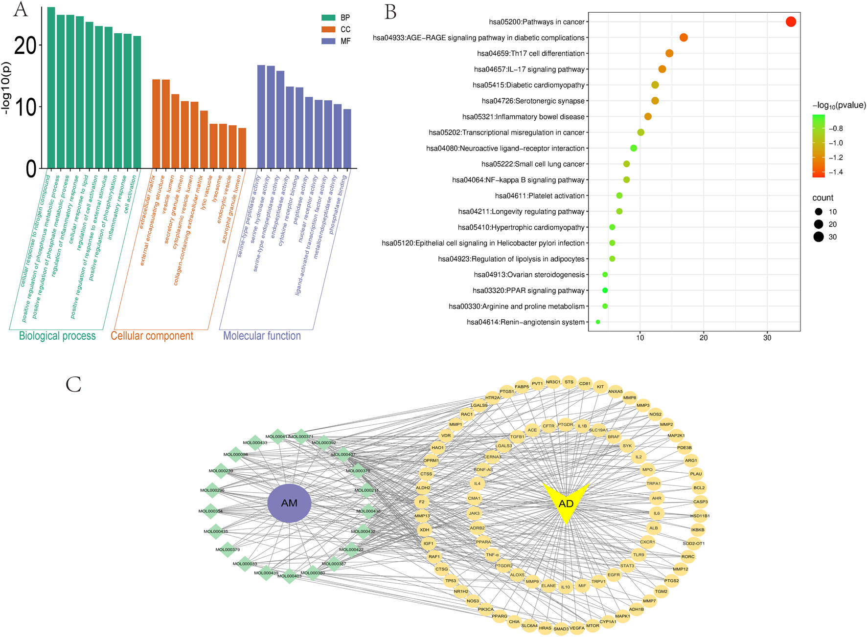 Chart A presents a bar graph showing biological processes, cellular components, and molecular functions. Chart B is a dot plot illustrating signaling pathways with varying significance levels, represented by dot size. Diagram C is a network map connecting entities labeled AM in purple and AD in yellow, featuring green and yellow nodes linked by gray lines.