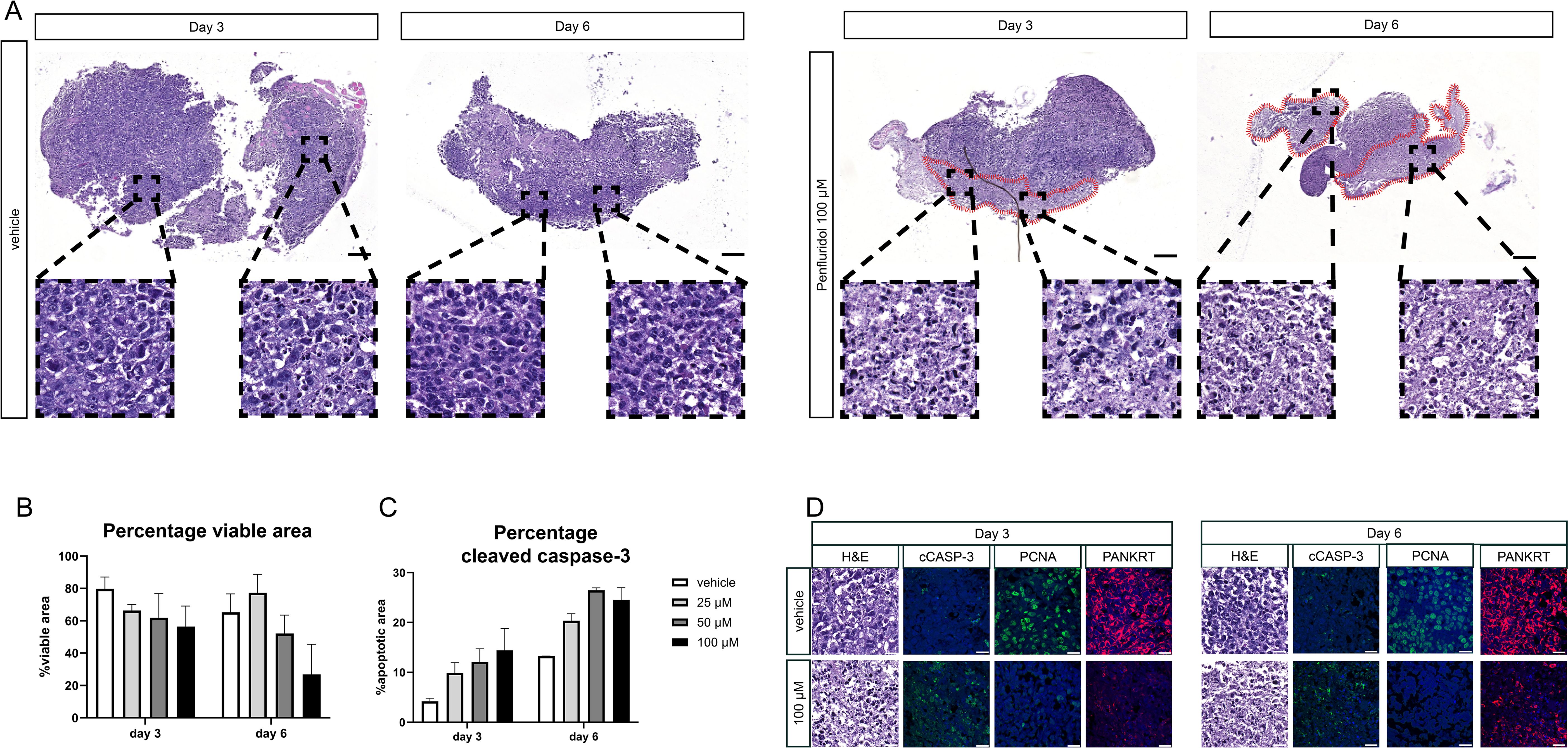 Histological and immunohistochemical analysis displaying tissue samples from two conditions (vehicle and Penfluridol 100 µM) at days three and six. Panel A shows hematoxylin and eosin staining with magnified insets. Panel B presents a bar graph of percentage viable area, while Panel C shows a graph of percentage cleaved caspase-3. Panel D includes images of H&E, cCASP-3, PCNA, and PANKRT staining for both conditions over the two-day timeframe, highlighting cellular changes.